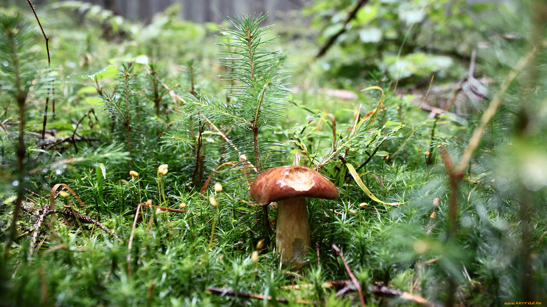 природа, грибы, лес
