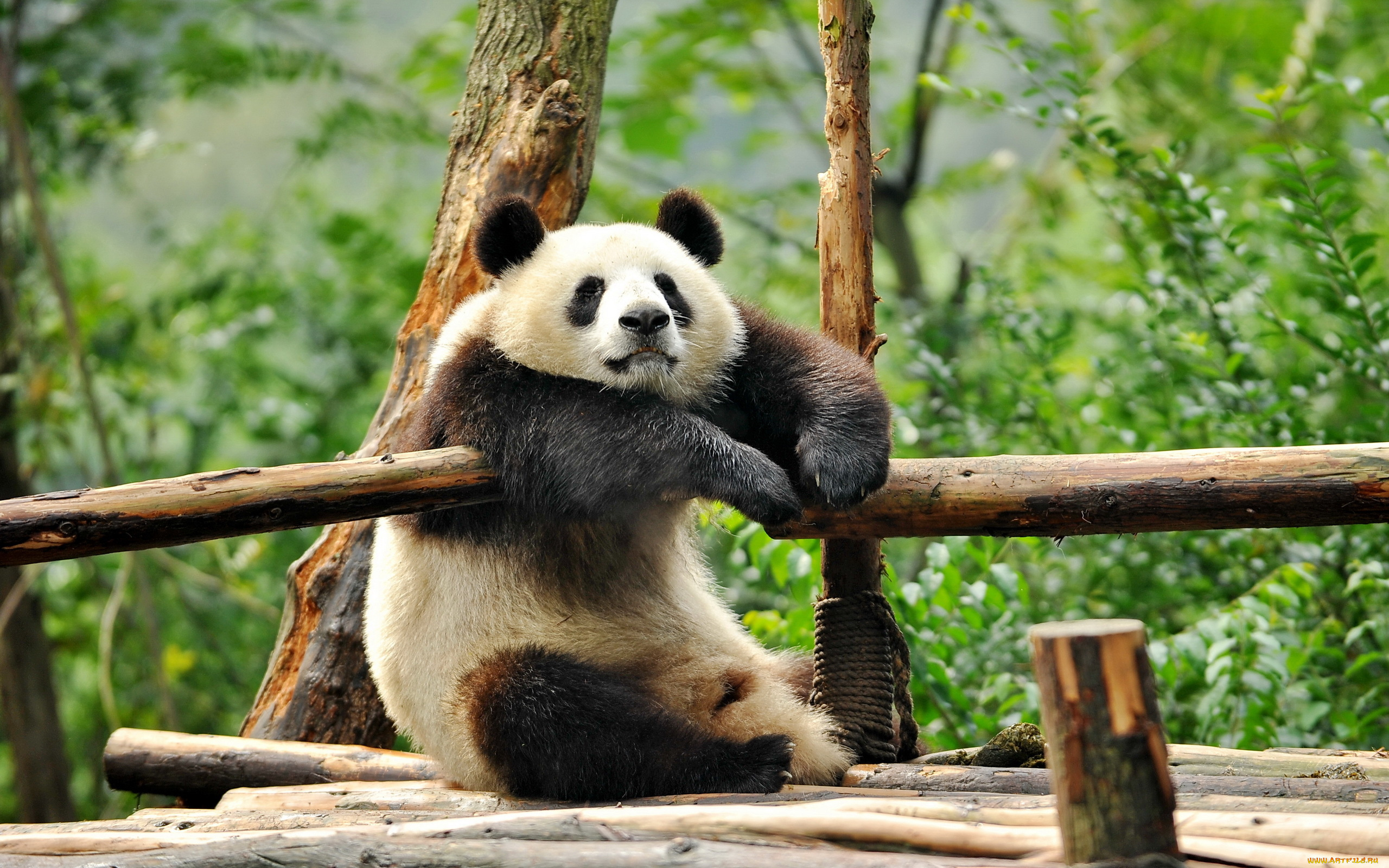 животные, панды, панда, отдых