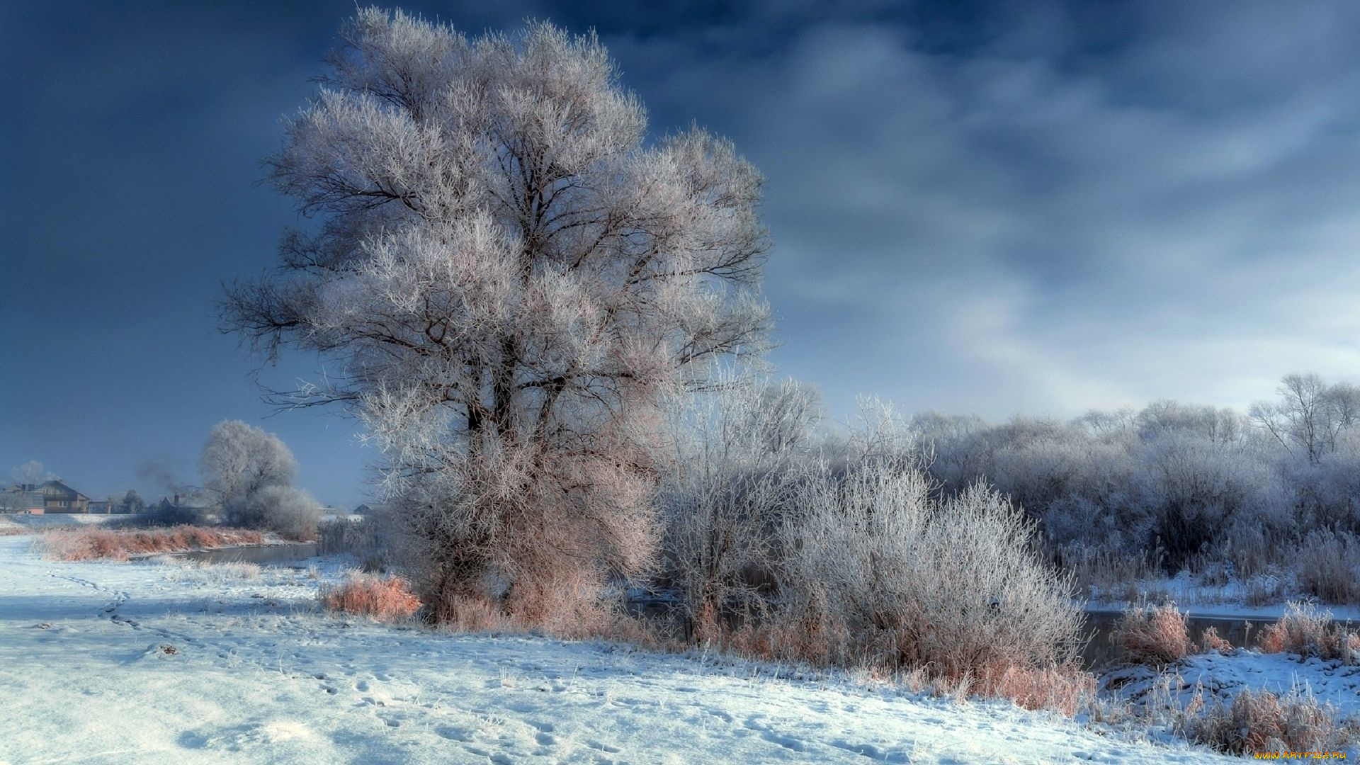 природа, деревья, иней, зима