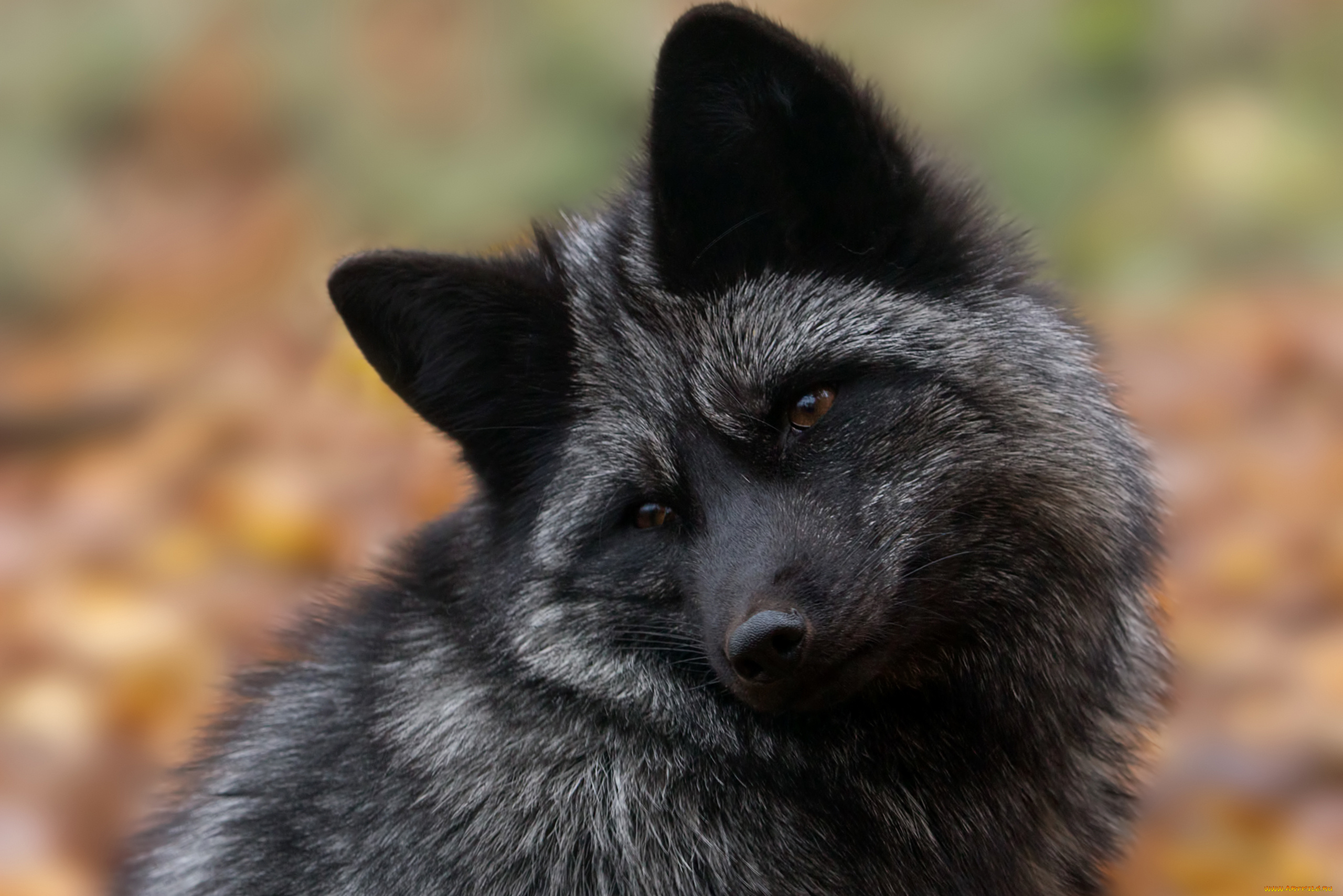 чернобурая, лисица, животные, лисы, чернобурая, лисица, black, fox, чернобурка, псовые, лисицы, млекопитающие, мех, пушнина, чёрная, лиса, хищник