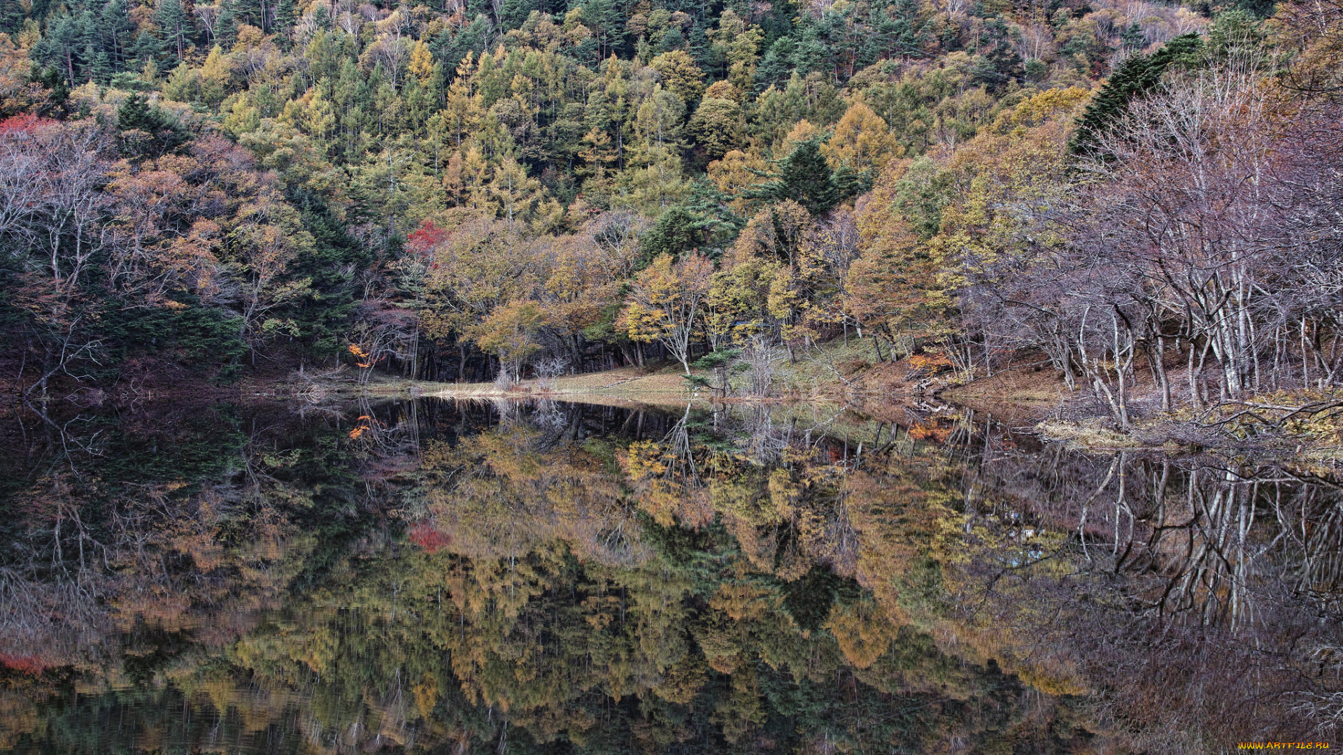 природа, реки, озера, деревья, вода, отражение, takaten, осень, утро