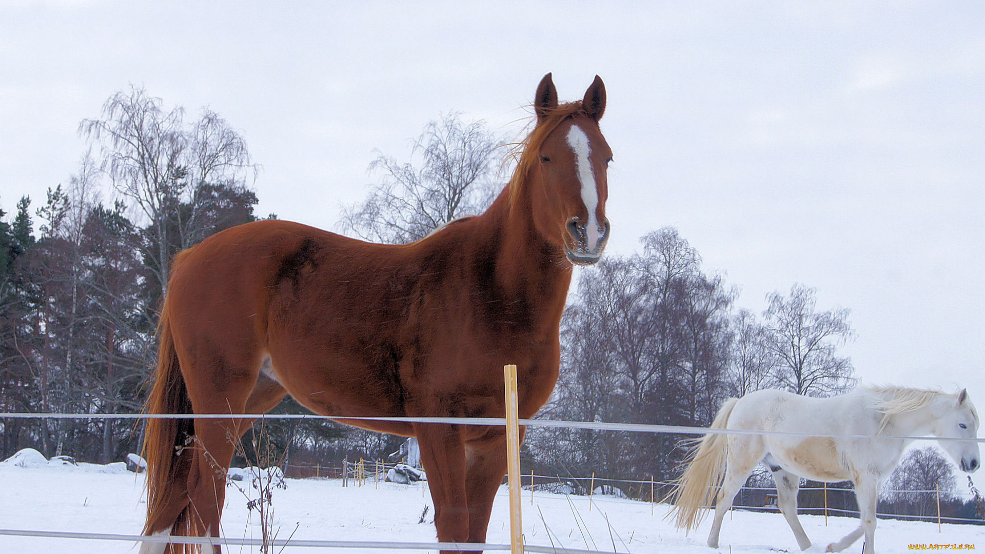 животные, лошади, забор, снег