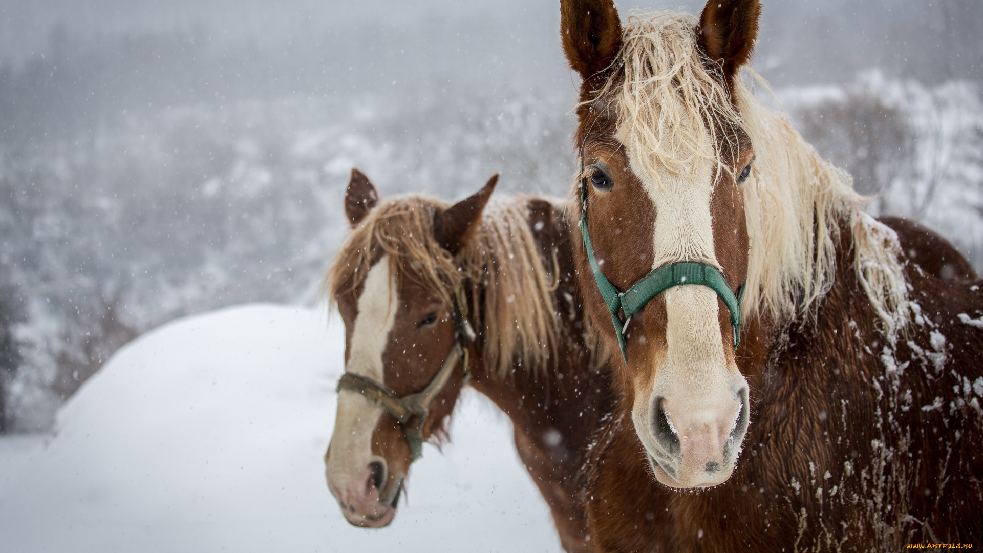 животные, лошади, кони, морда, пара, челка, грива, зима, снег