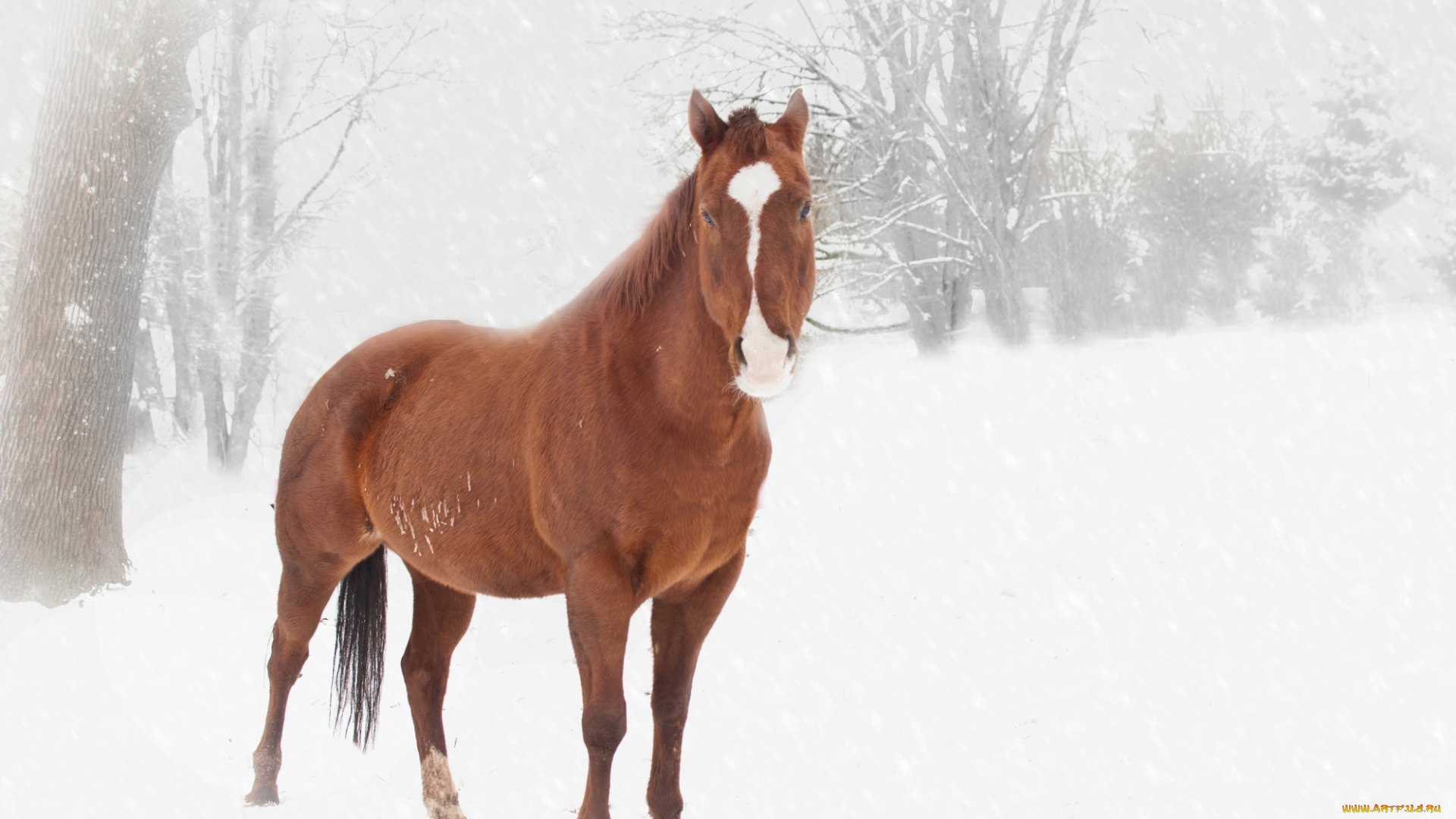 животные, лошади, лошадь, снег, зима