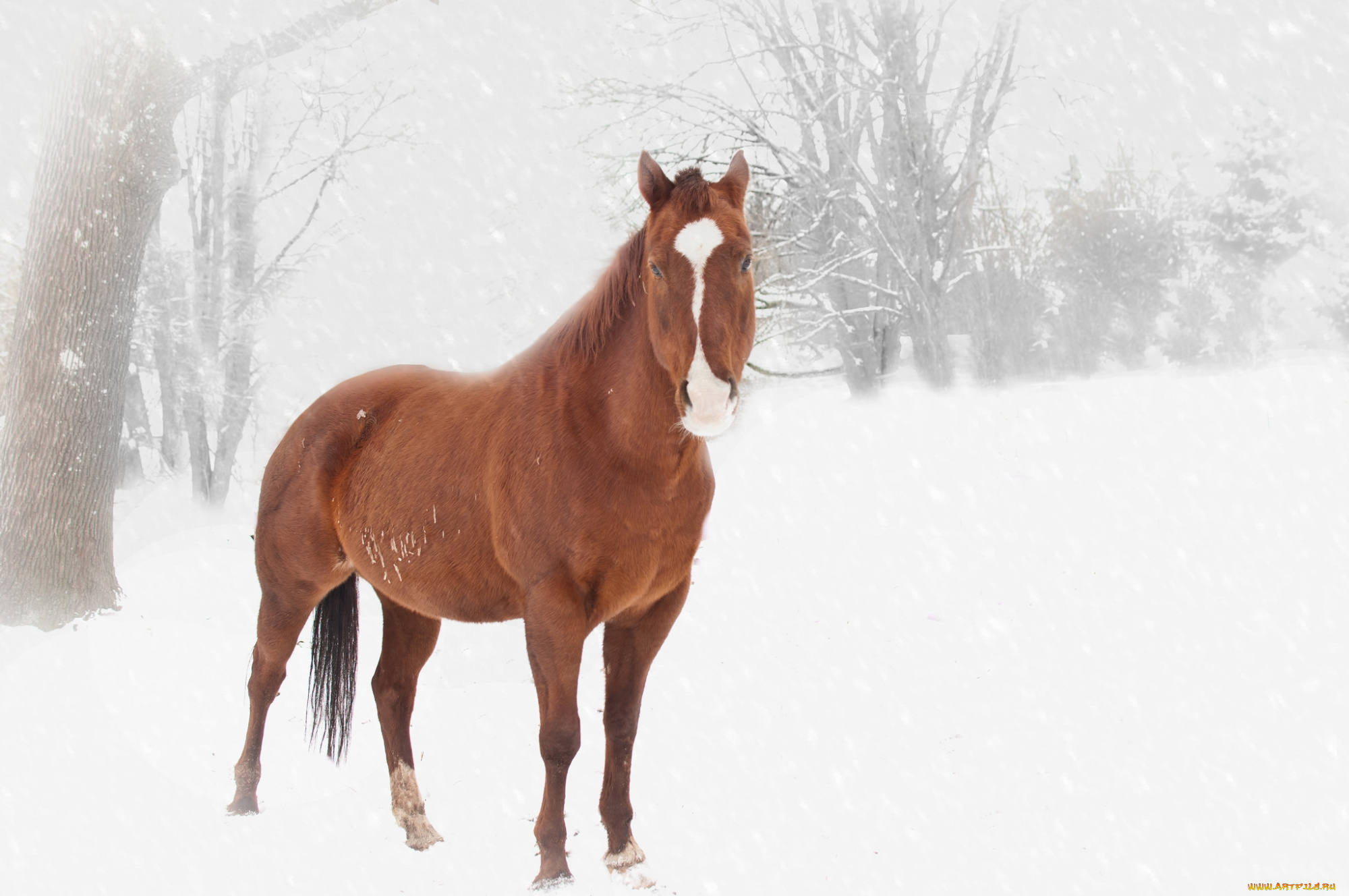 животные, лошади, лошадь, снег, зима