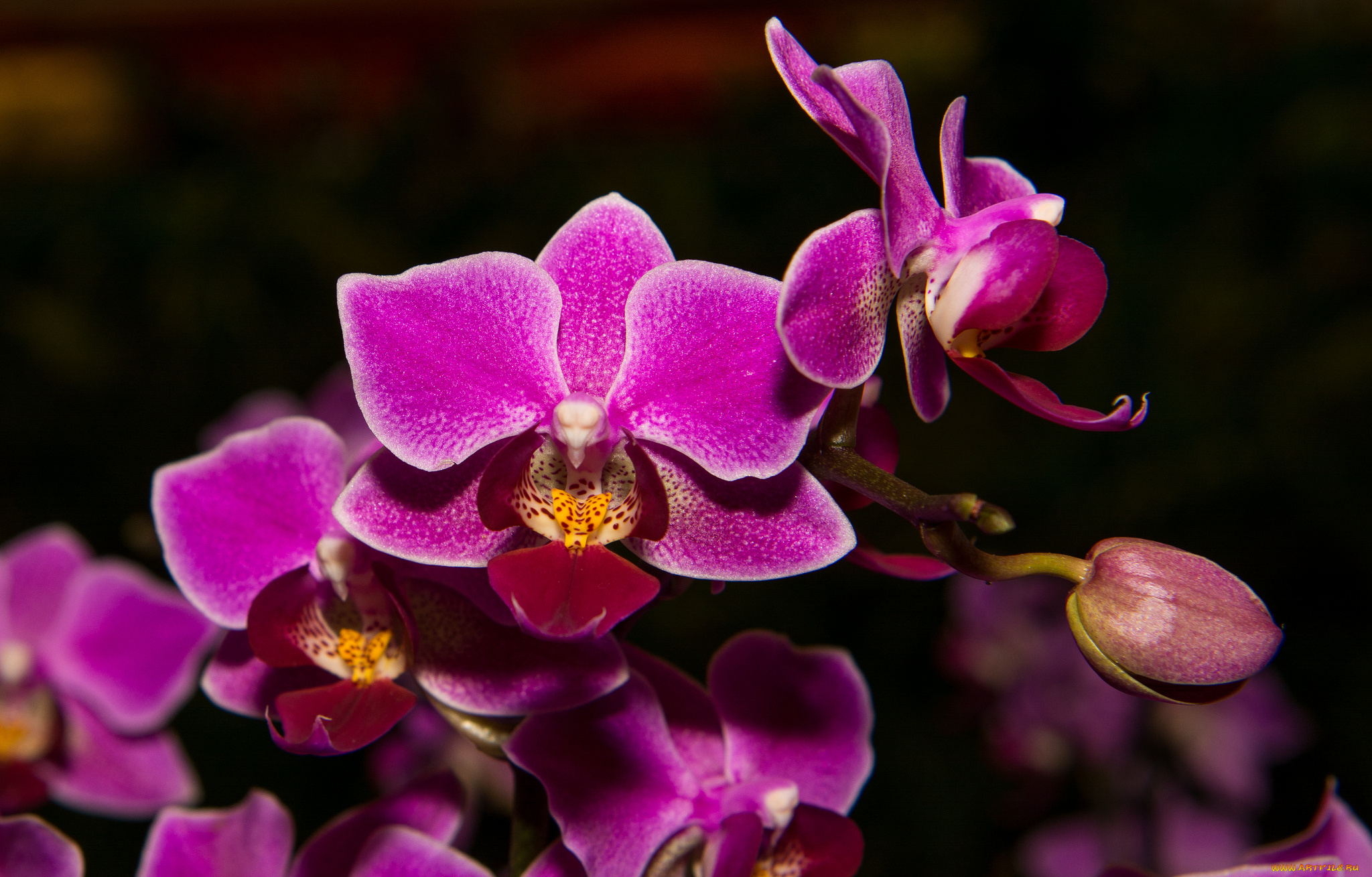 цветы, орхидеи, орхидея, фиолетовая