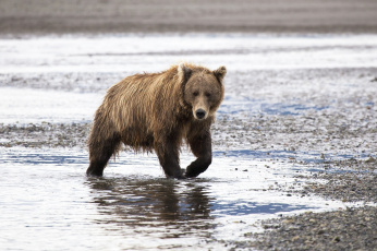 Картинка животные медведи вода берег