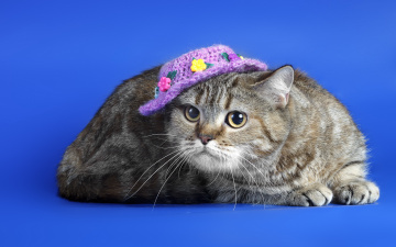 Картинка животные коты фон шляпка кошка