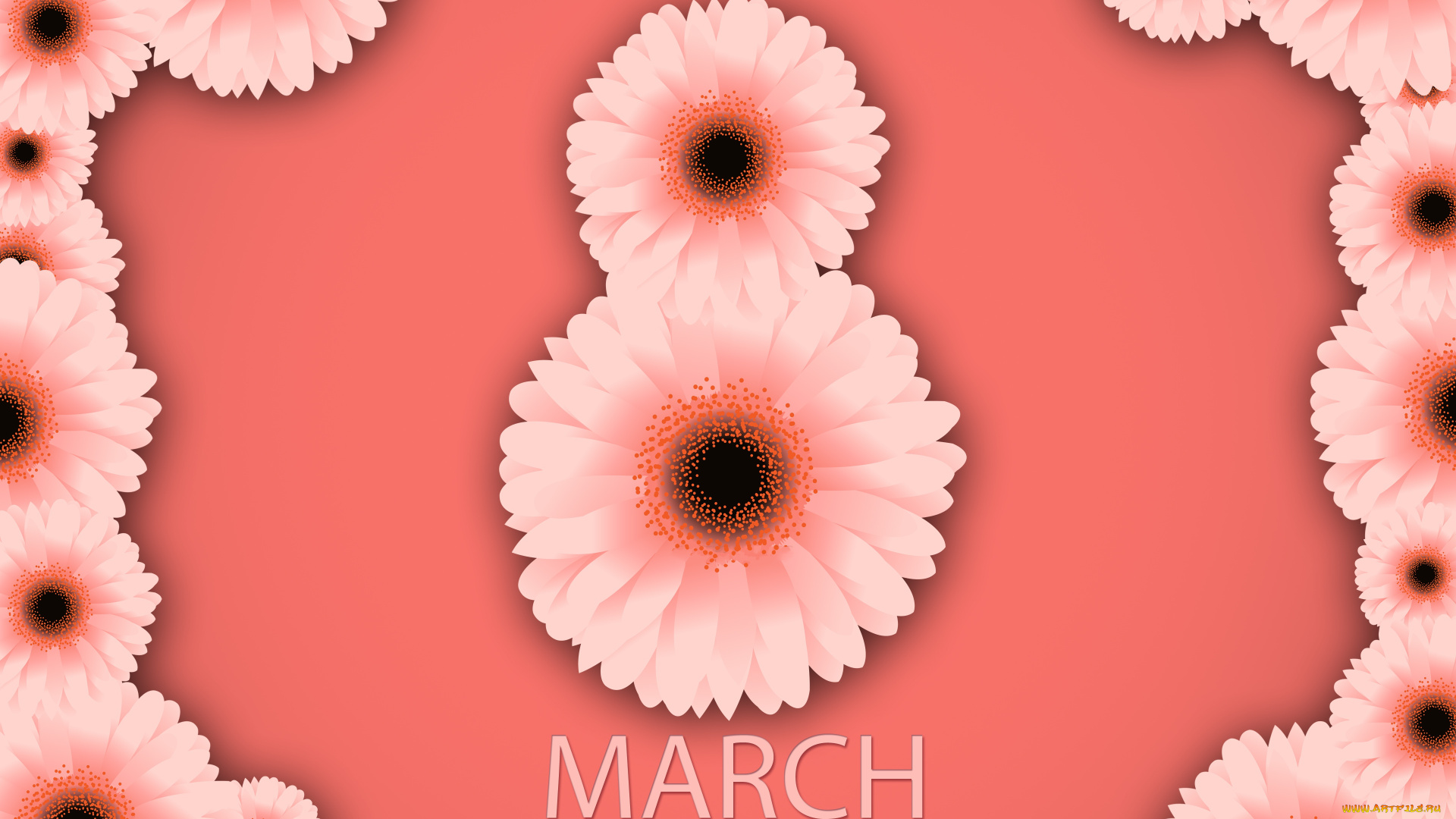 8, марта, праздничные, международный, женский, день, -, 8, марта, хризантемы, розовый, весна, счастливый, женский, день, фон, 8, марта