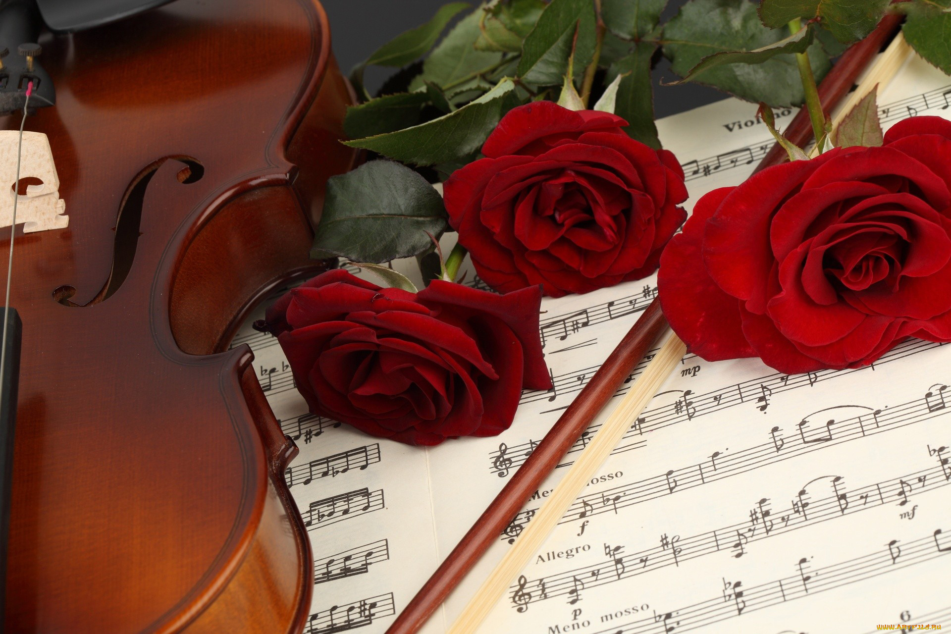 музыка, музыкальные, инструменты, скрипка, смычок, ноты, розы