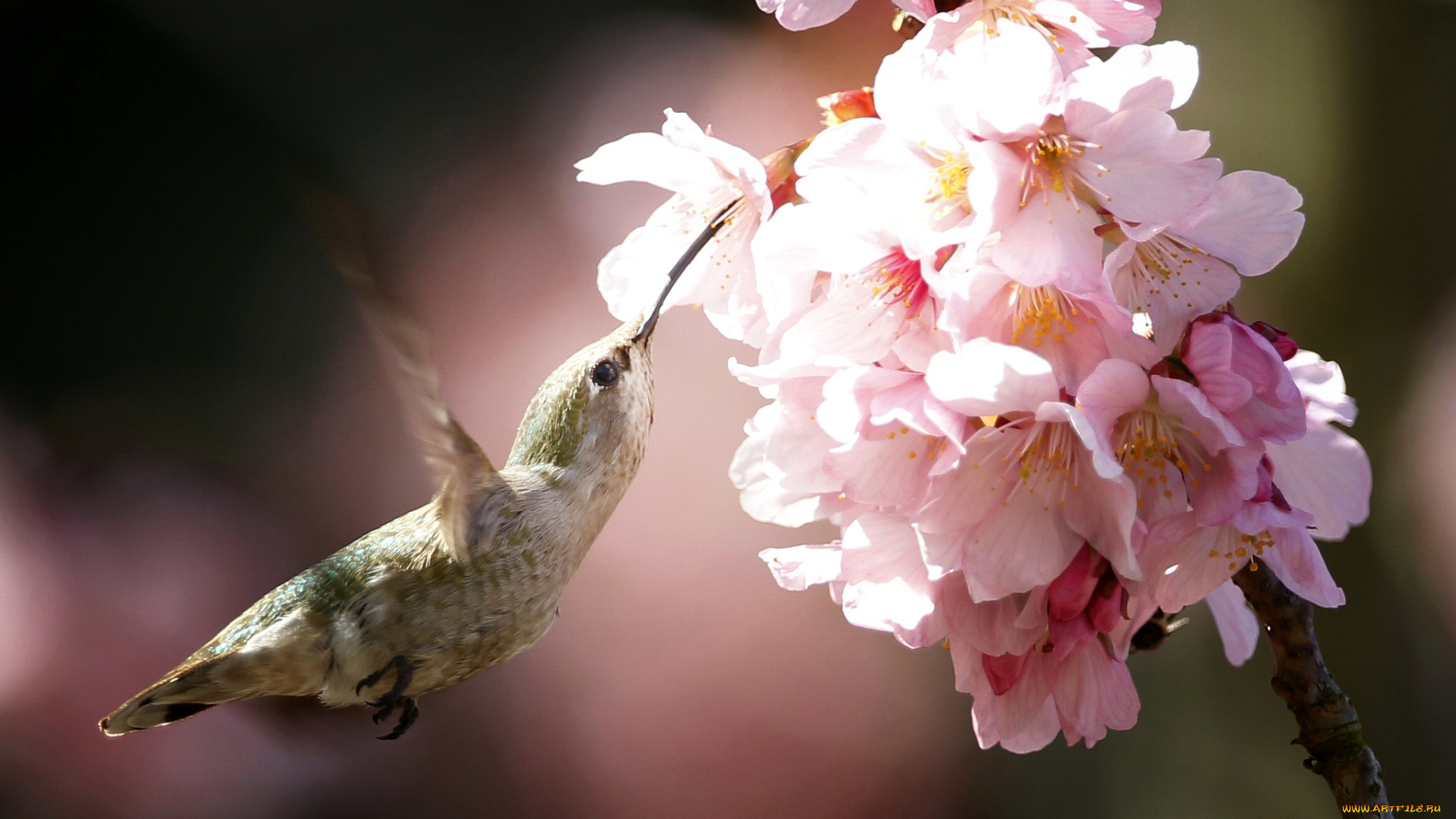 животные, колибри, полет, весна