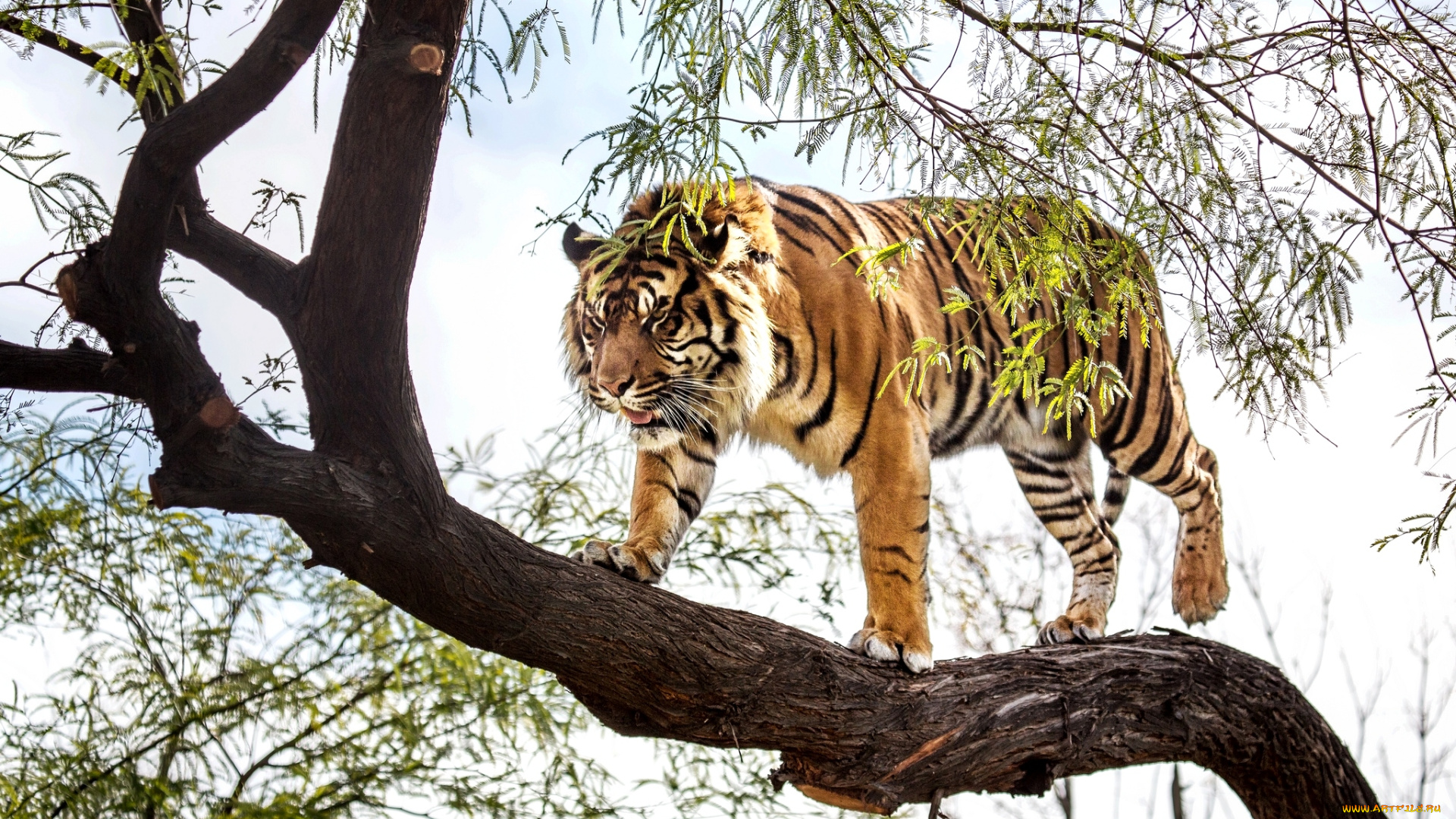 животные, тигры, дерево, хищник