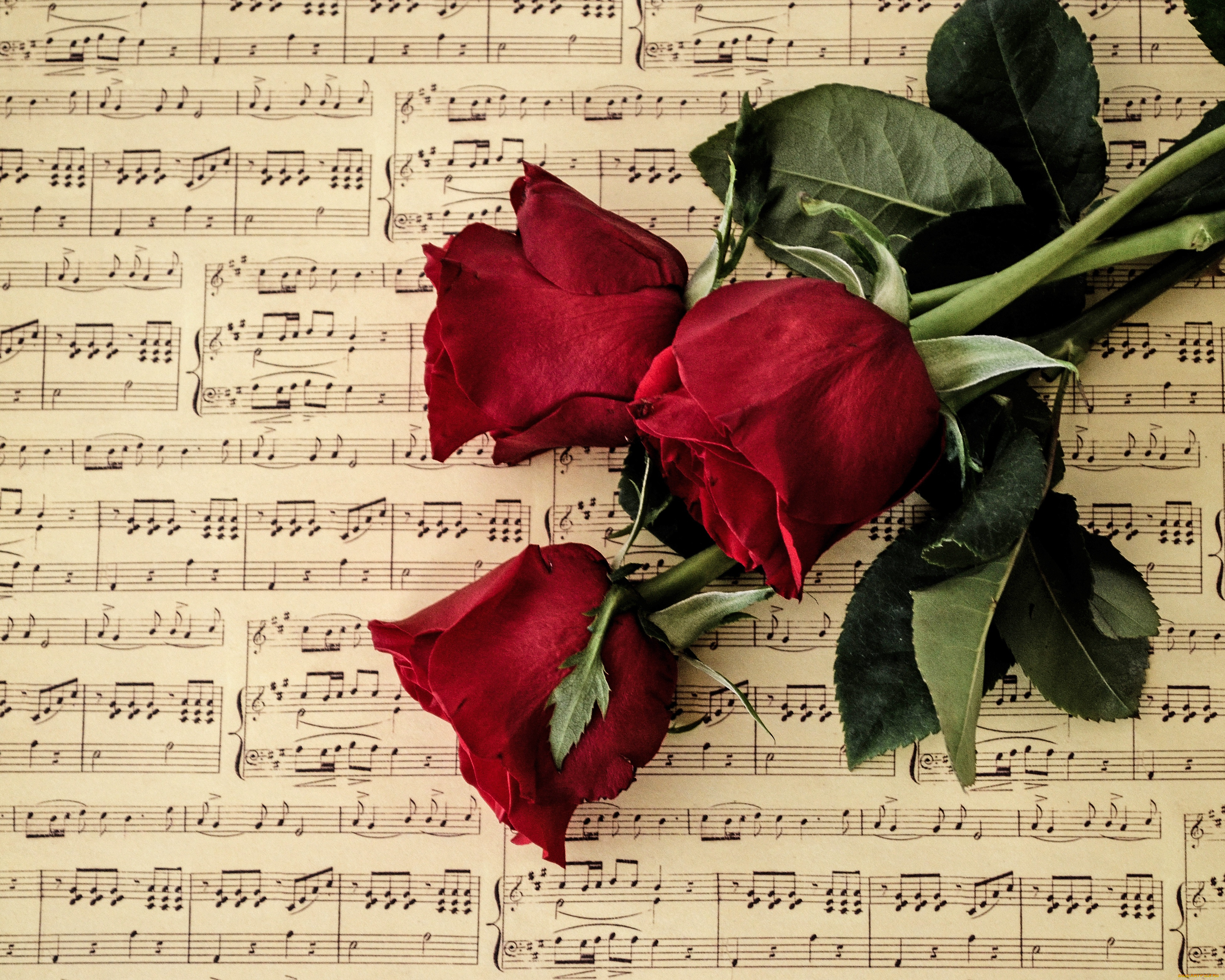 музыка, -другое, ноты, цветы