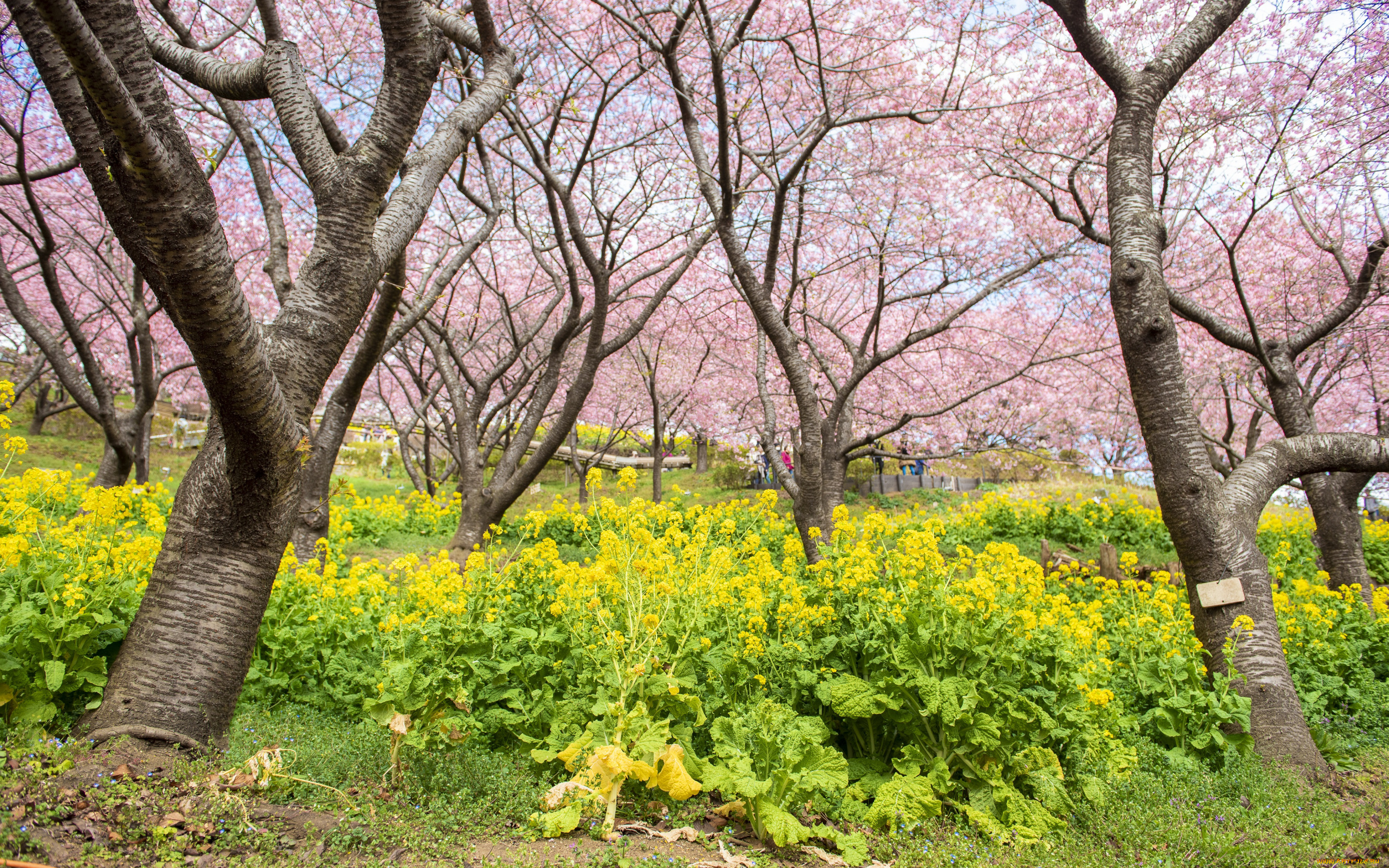 цветы, сакура, , вишня, деревья, парк, весна, цветение, pink, blossom, park, tree, sakura, cherry, spring