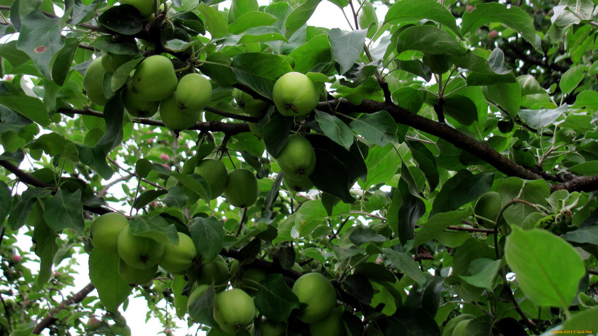 природа, плоды, яблоня, ветки, яблоки, зеленые