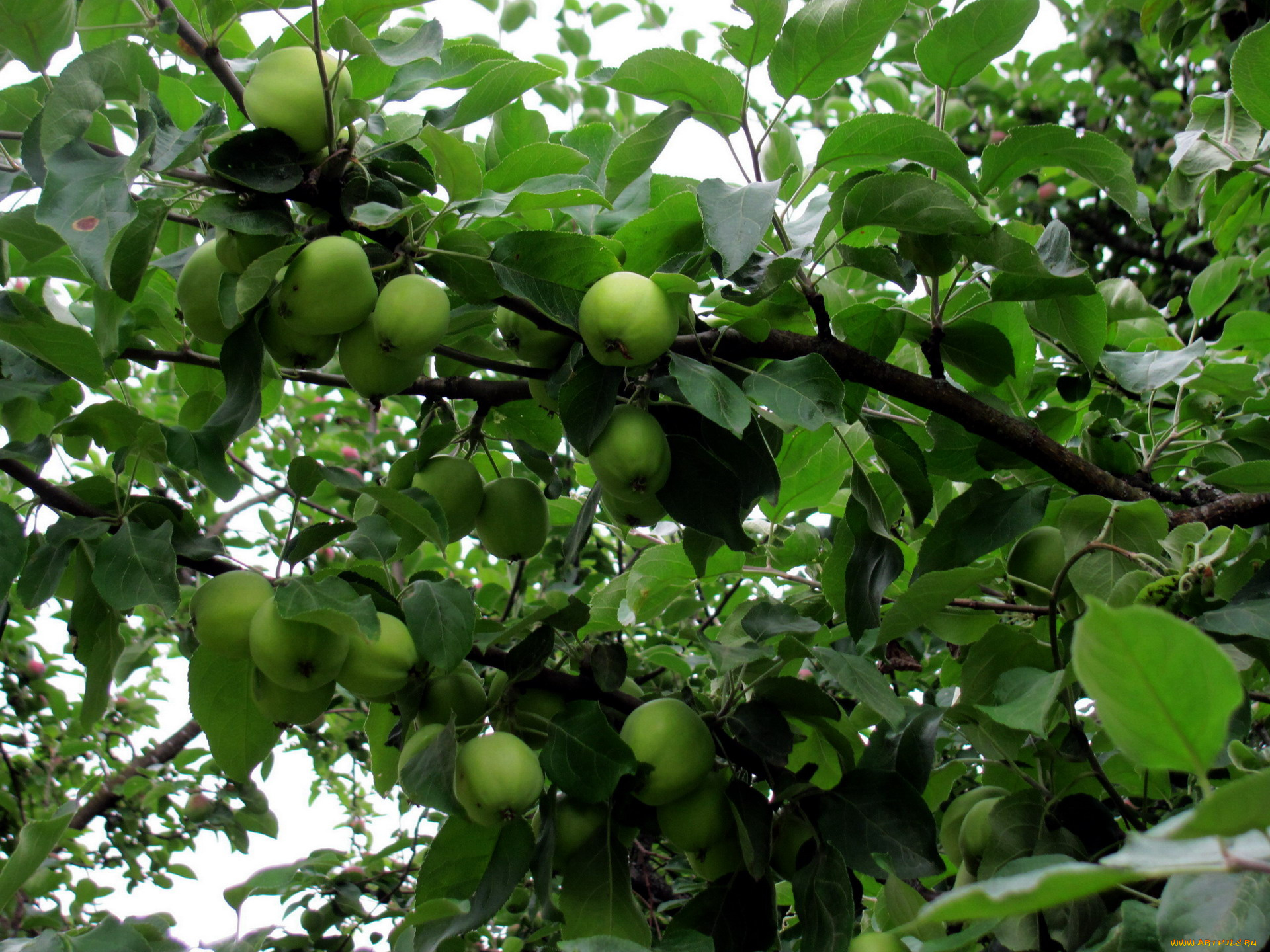 природа, плоды, яблоня, ветки, яблоки, зеленые