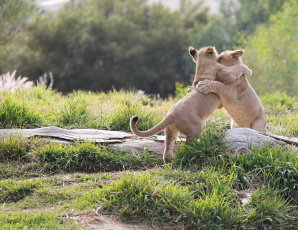 Картинка животные львы малыши пара игра драка