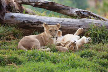 Картинка животные львы малыши парочка отдых