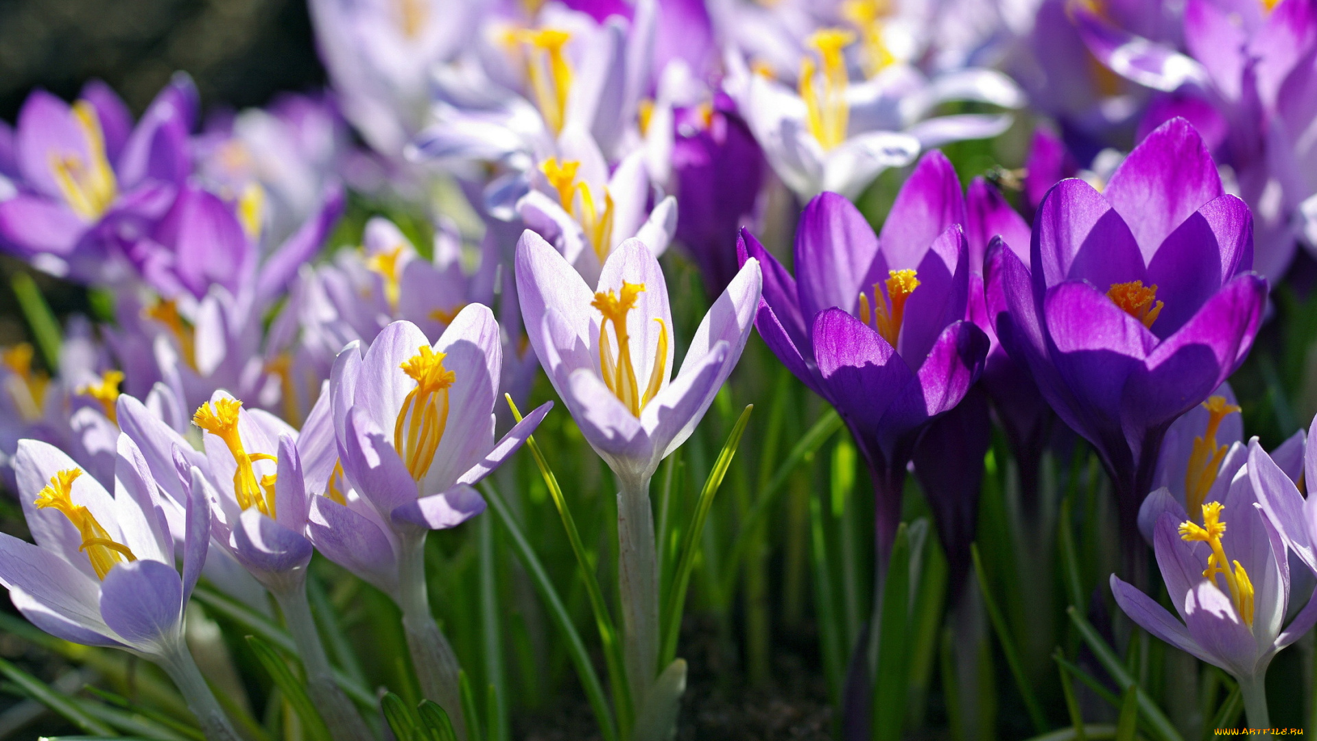 цветы, крокусы, весна, макро, сиреневый, фиолетовый
