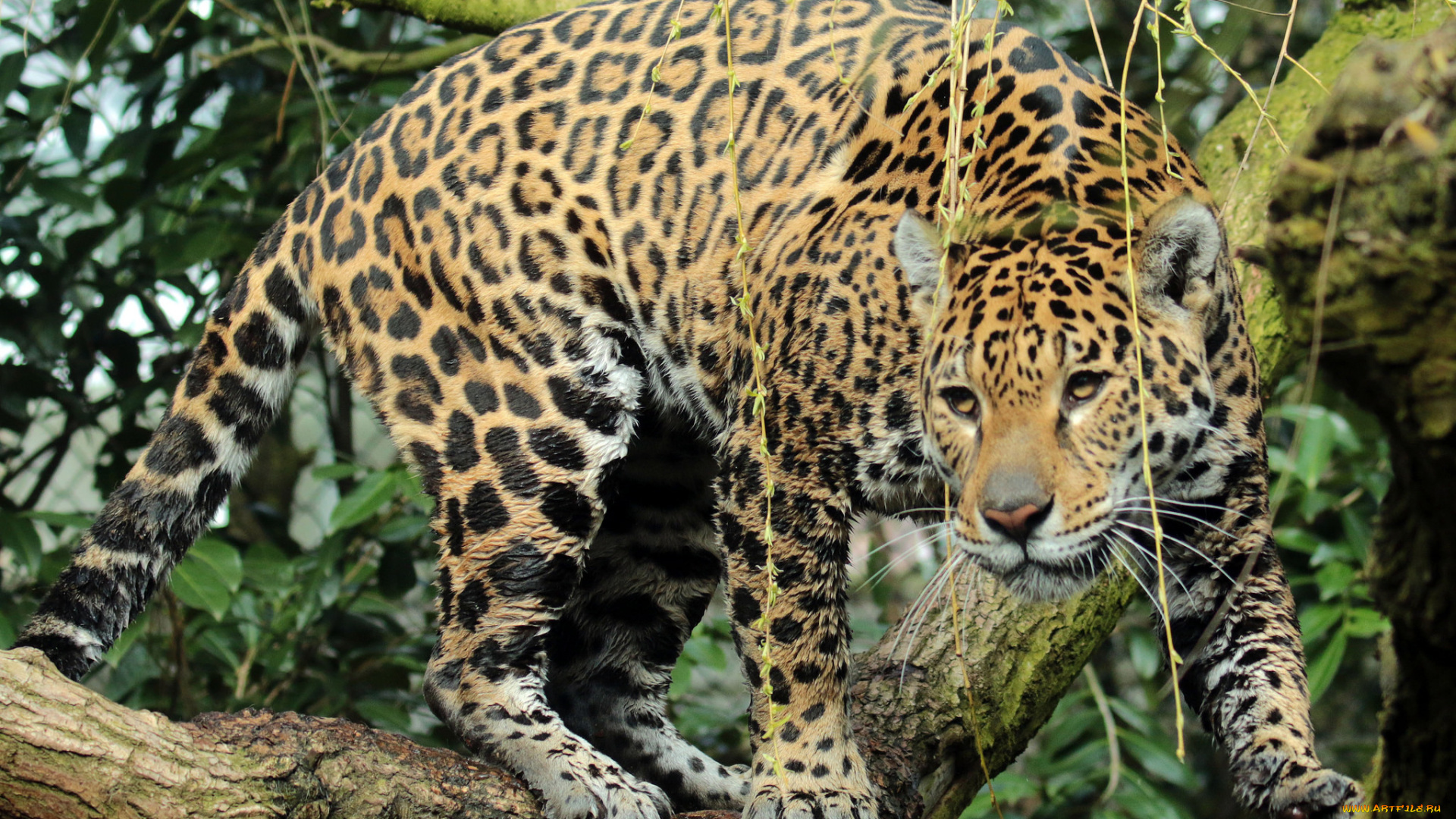 jaguar, rica, emmen, животные, Ягуары, ягуар