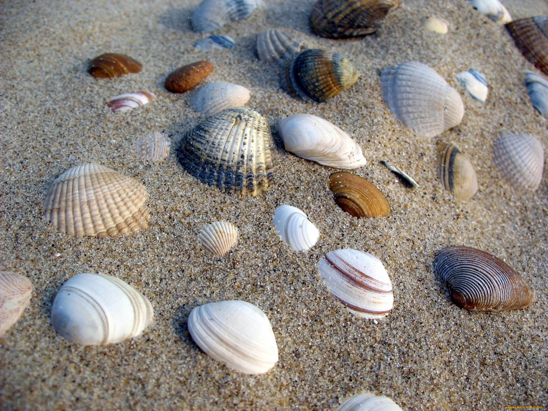 разное, ракушки, , кораллы, , декоративные, и, spa-камни, песок