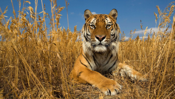 Картинка животные тигры осень степь небо природа кошка амурский тигр трава