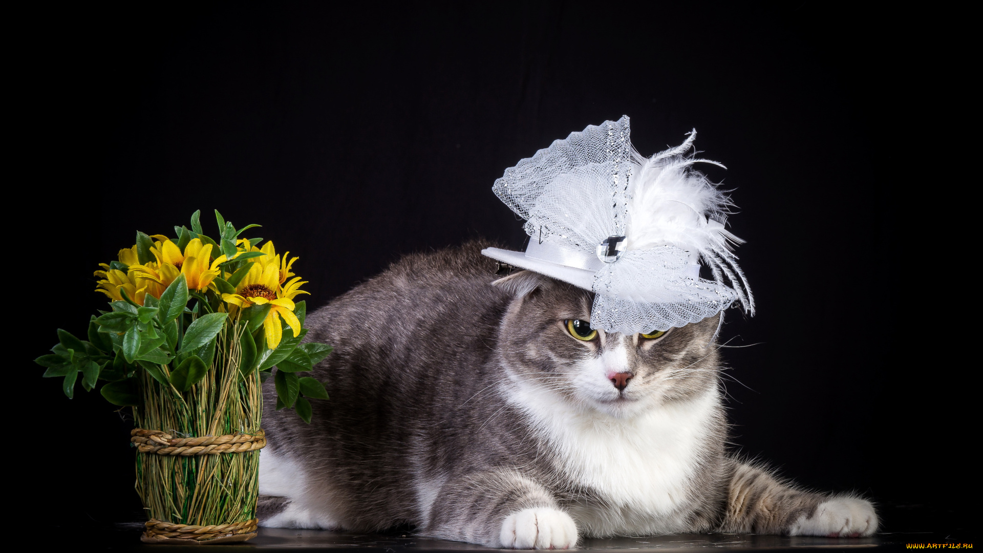 животные, коты, цветы, шляпа, кот