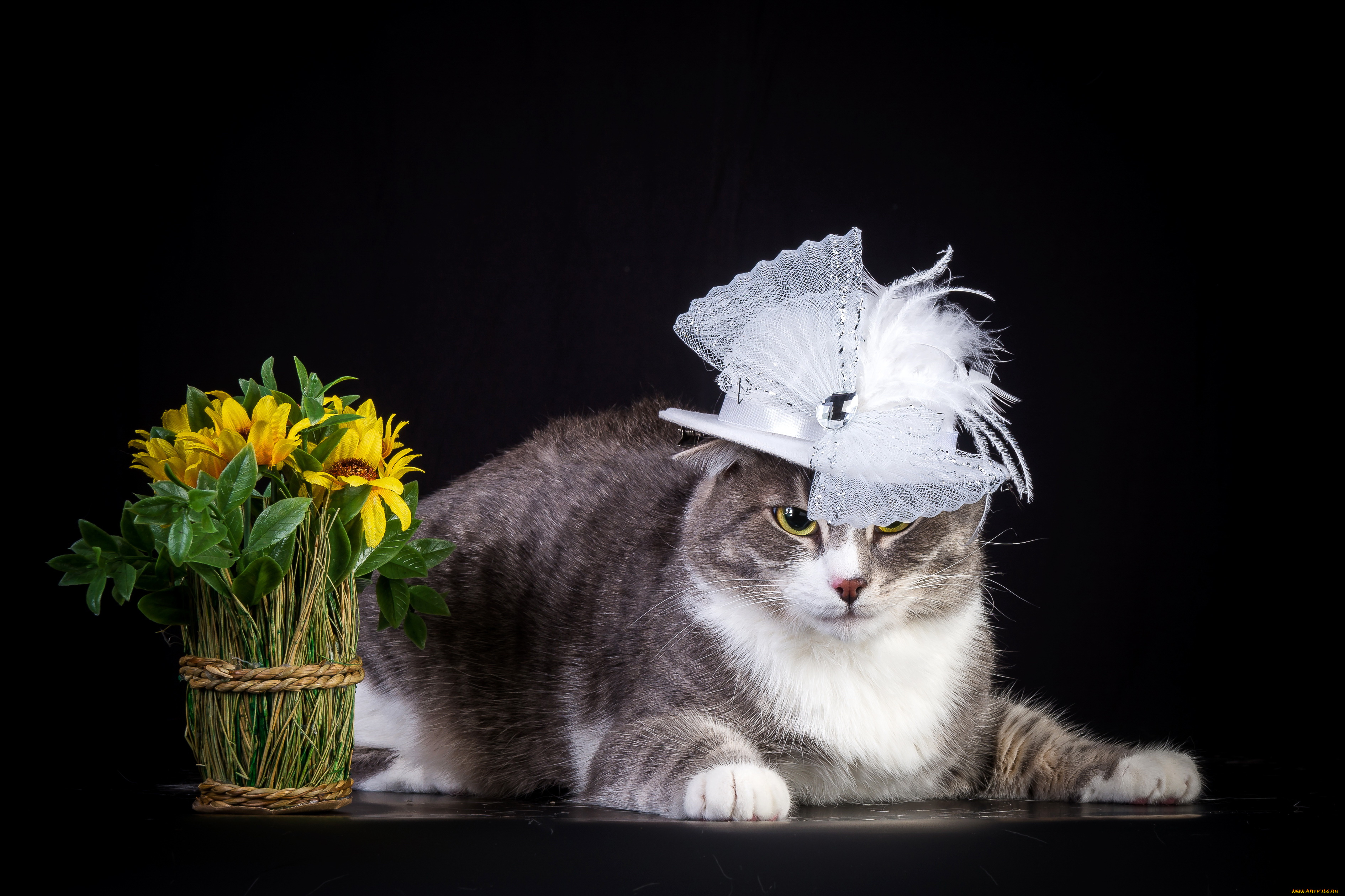 животные, коты, цветы, шляпа, кот
