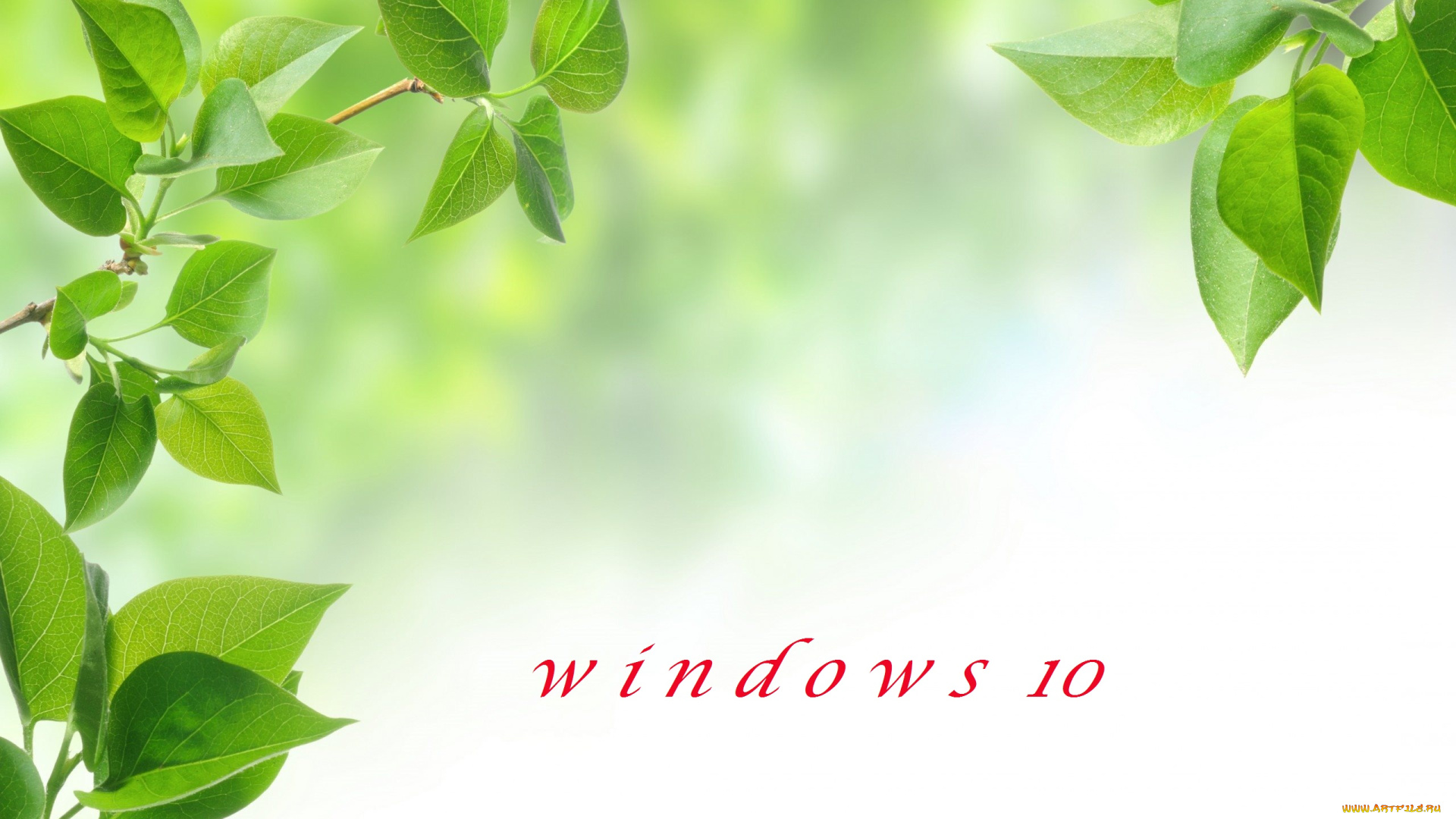 компьютеры, windows, , 10, листья, ветки, фон, логотип