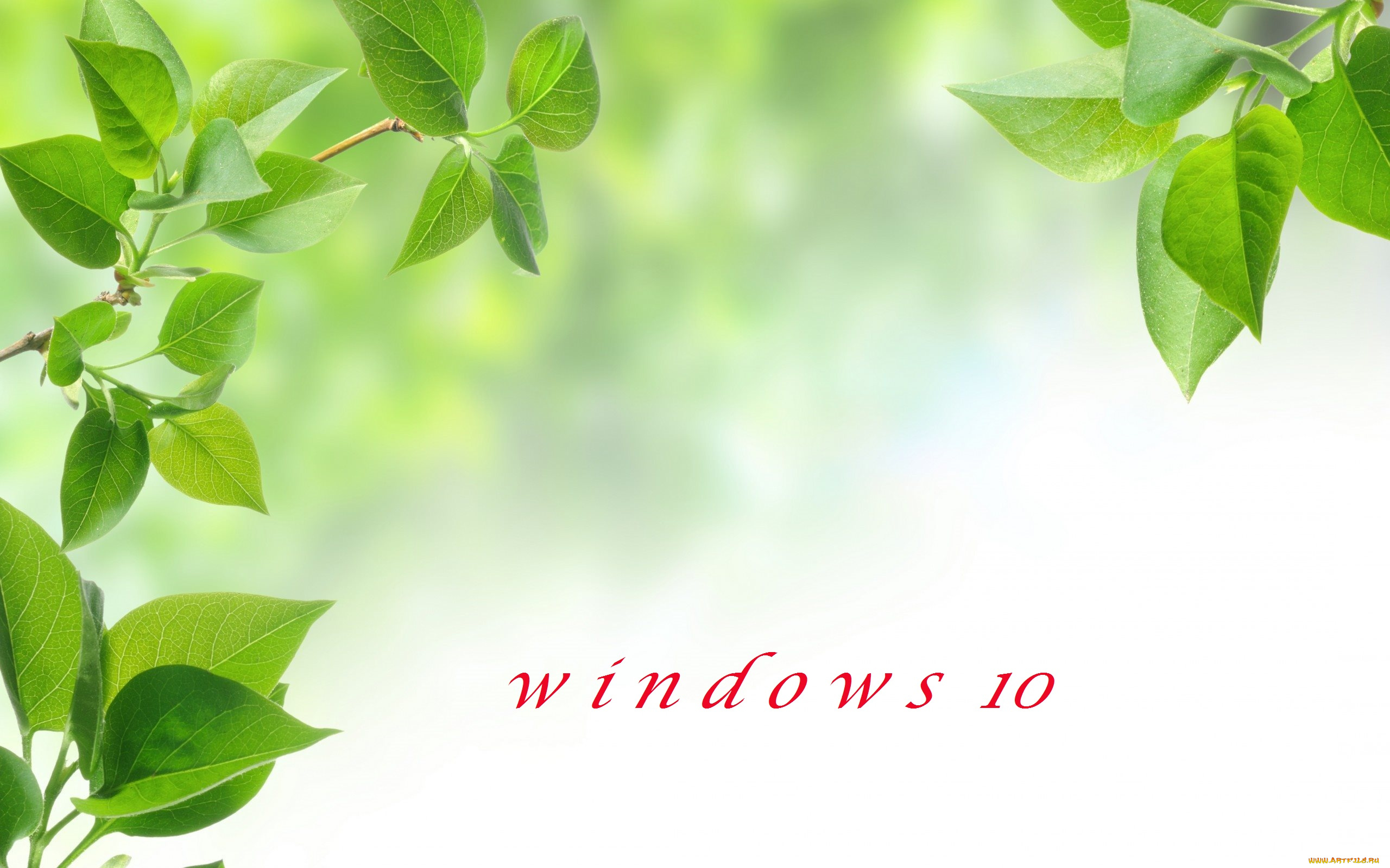 компьютеры, windows, , 10, листья, ветки, фон, логотип