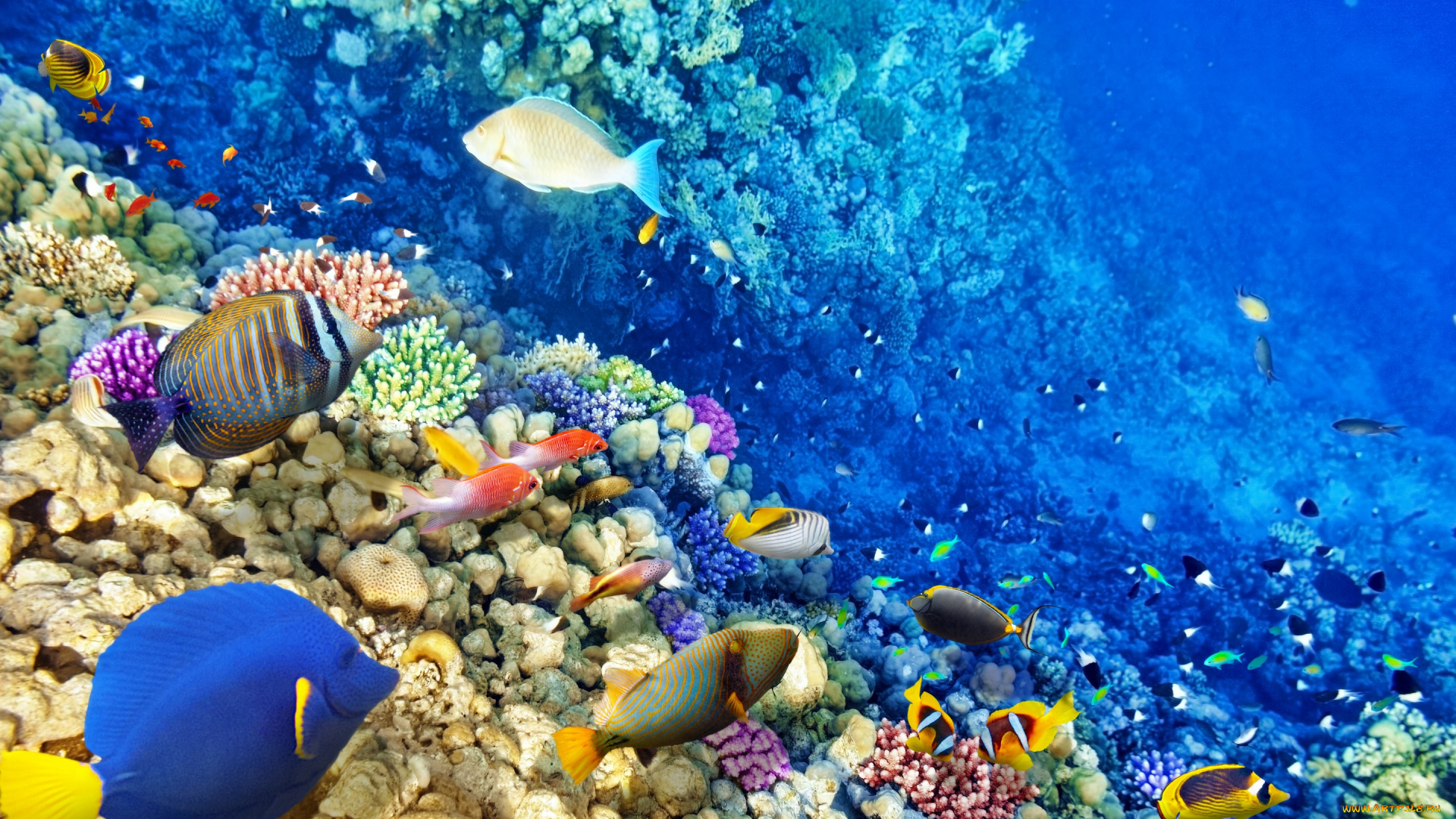 животные, рыбы, коралловый, риф, океан, рыбки, подводный, мир, ocean, fishes, tropical, reef, coral, world, underwater