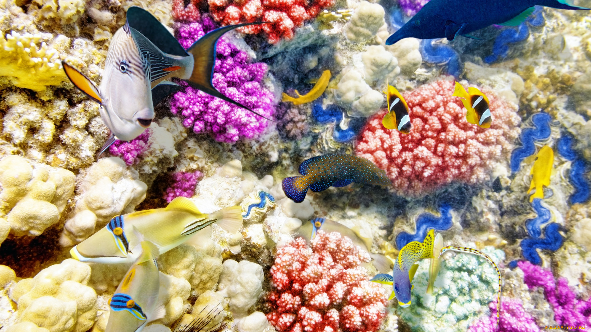 животные, рыбы, ocean, fishes, tropical, reef, подводный, мир, world, underwater, coral, коралловый, риф, океан, рыбки