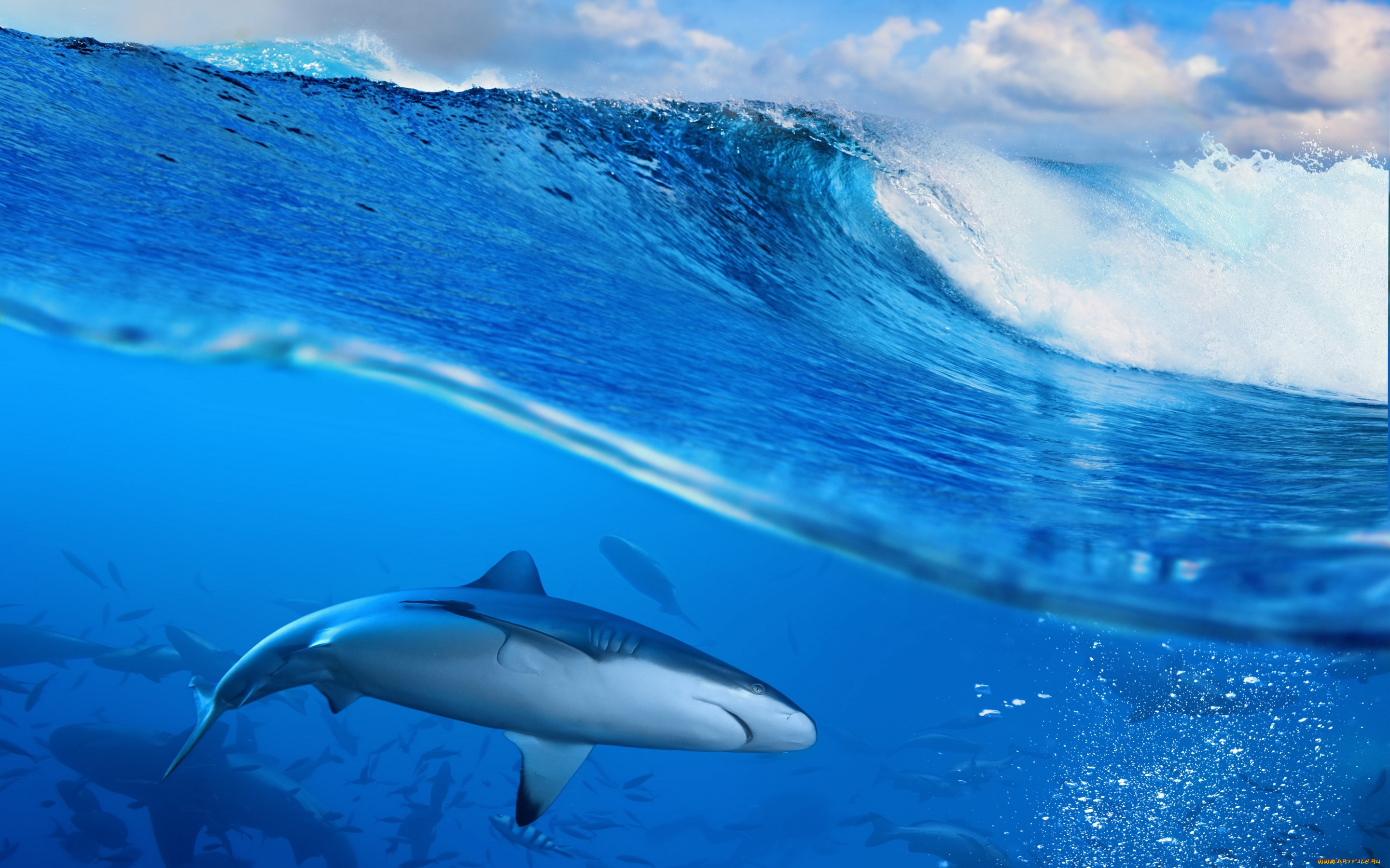 животные, акулы, sky, sea, blue, ocean, wave, splash, океан, море, волна, вода
