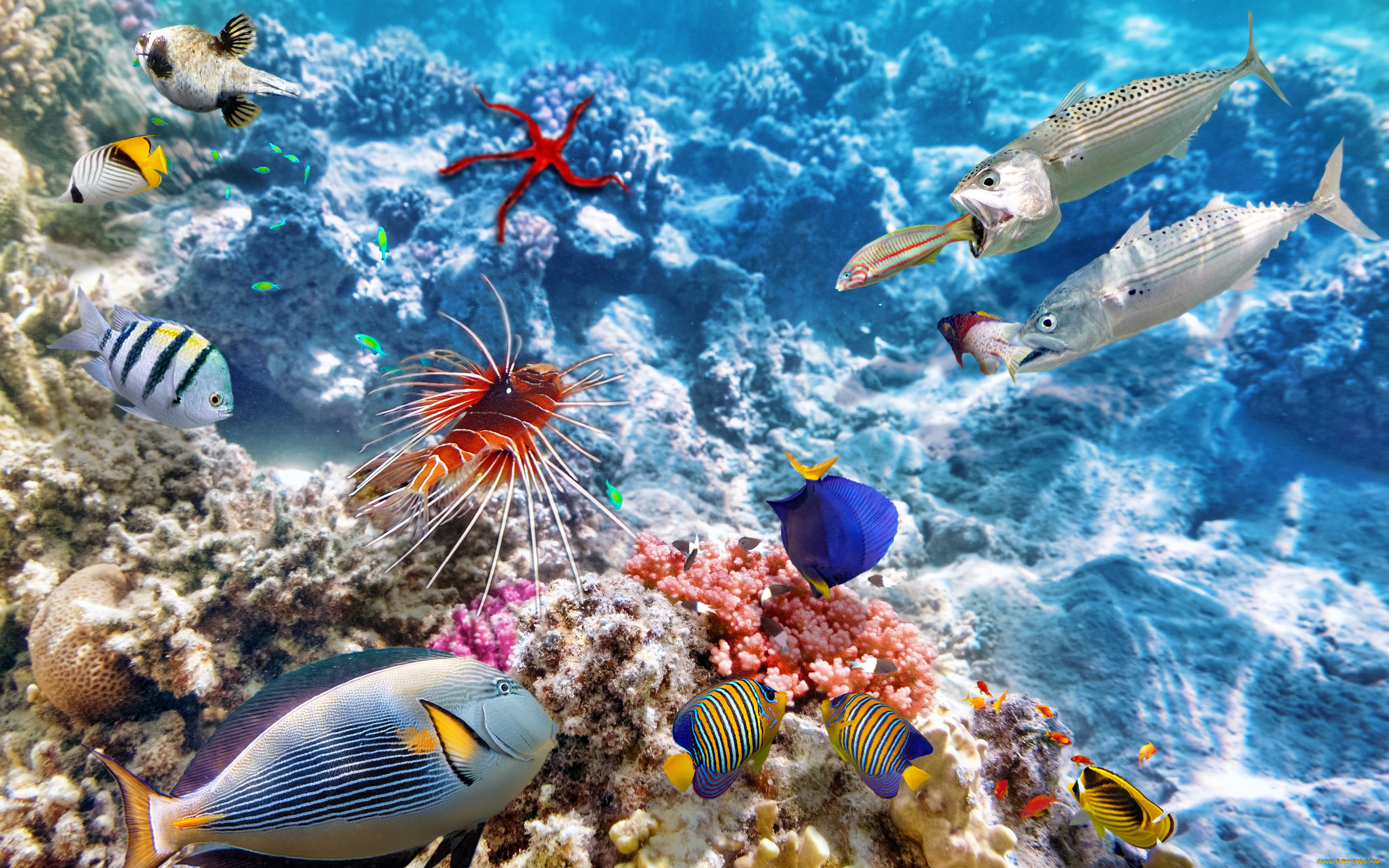 животные, рыбы, ocean, fishes, tropical, reef, coral, world, океан, коралловый, риф, рыбки, underwater, подводный, мир