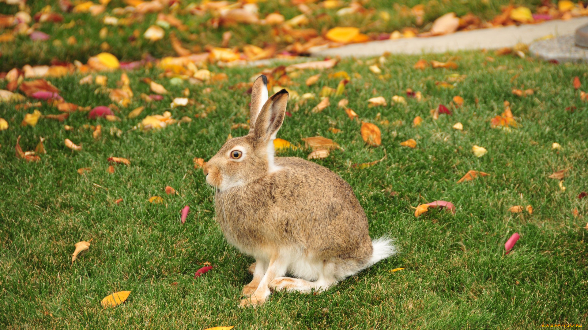 белохвостый, заяц, животные, кролики, , зайцы, белохвостый, заяц