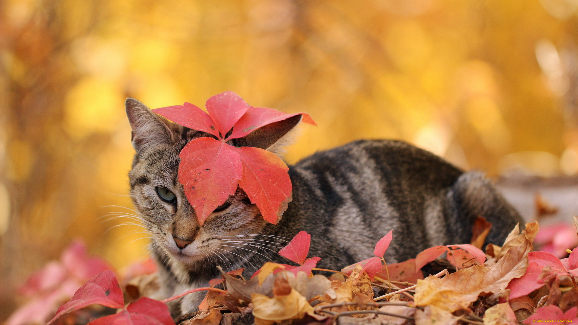 животные, коты, осень, листья