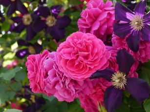 Картинка цветы разные вместе розы клематис ломонос