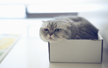 Картинка животные коты скоттиш-фолд шотландская вислоухая коробка
