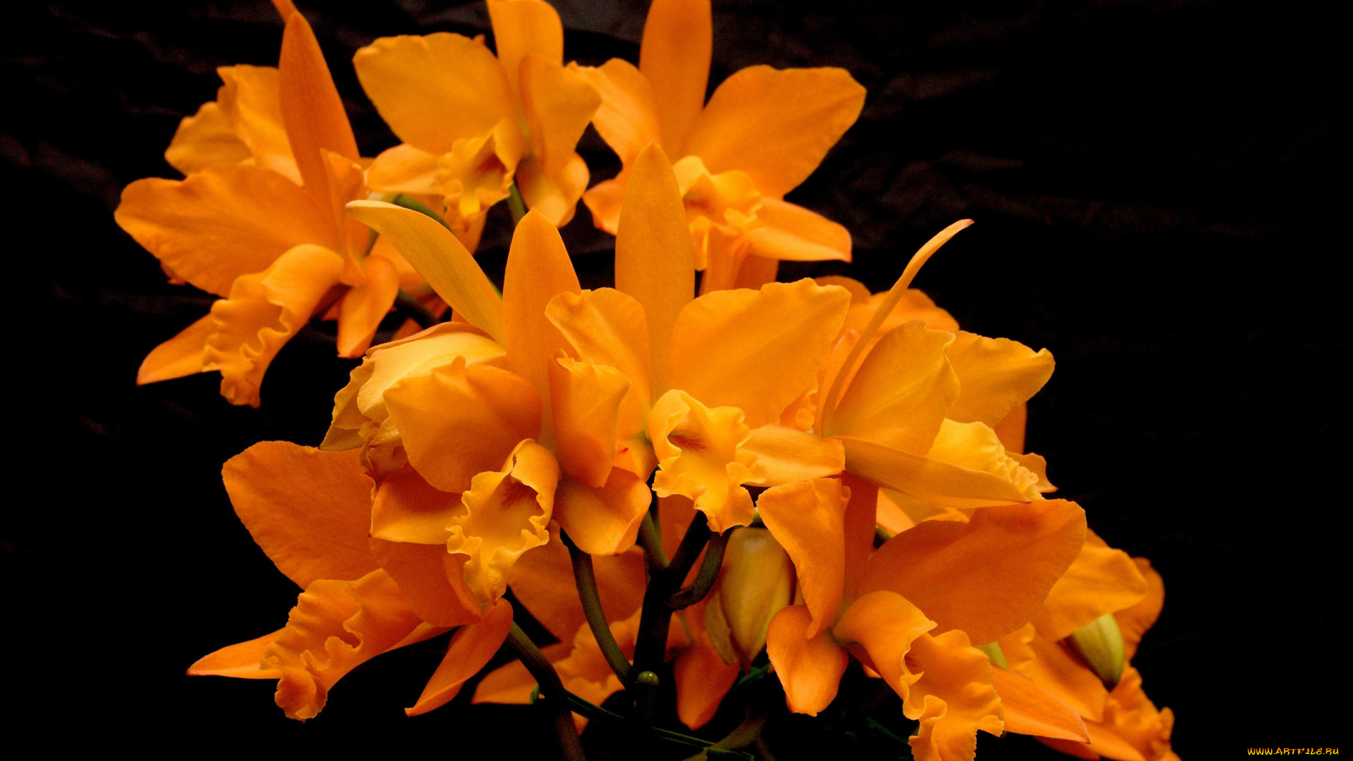 цветы, орхидеи, оранжевые