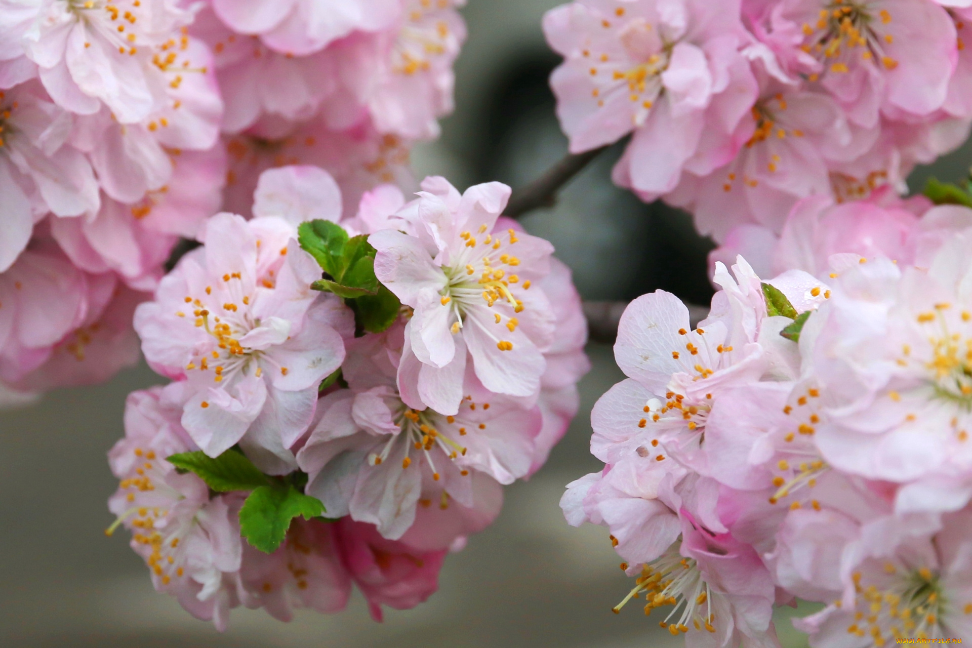 цветы, сакура, , вишня, розовый