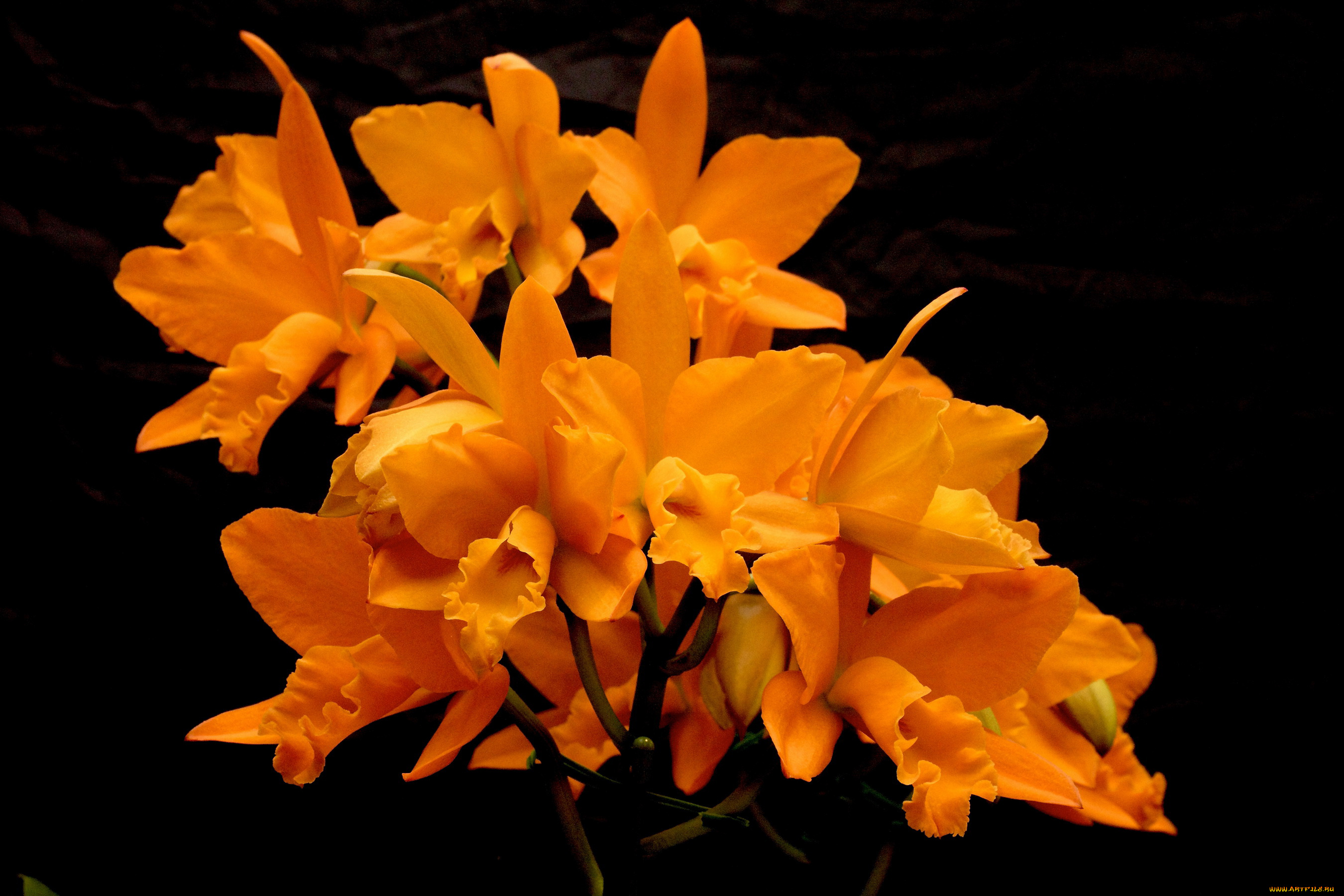 цветы, орхидеи, оранжевые