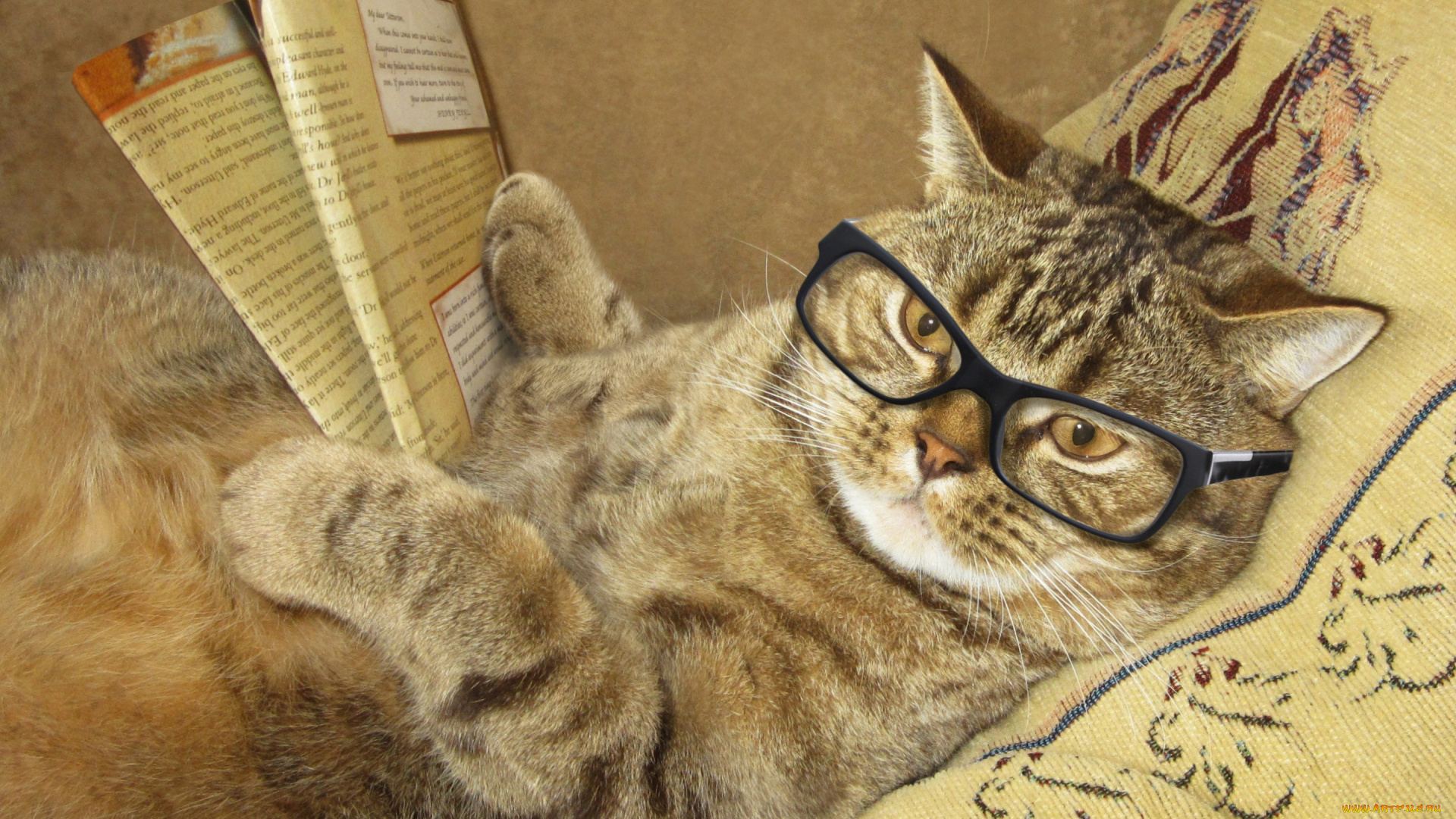 юмор, и, приколы, очки, креатив, лежит, журнал, подушка, умный, юмор, кот, читает