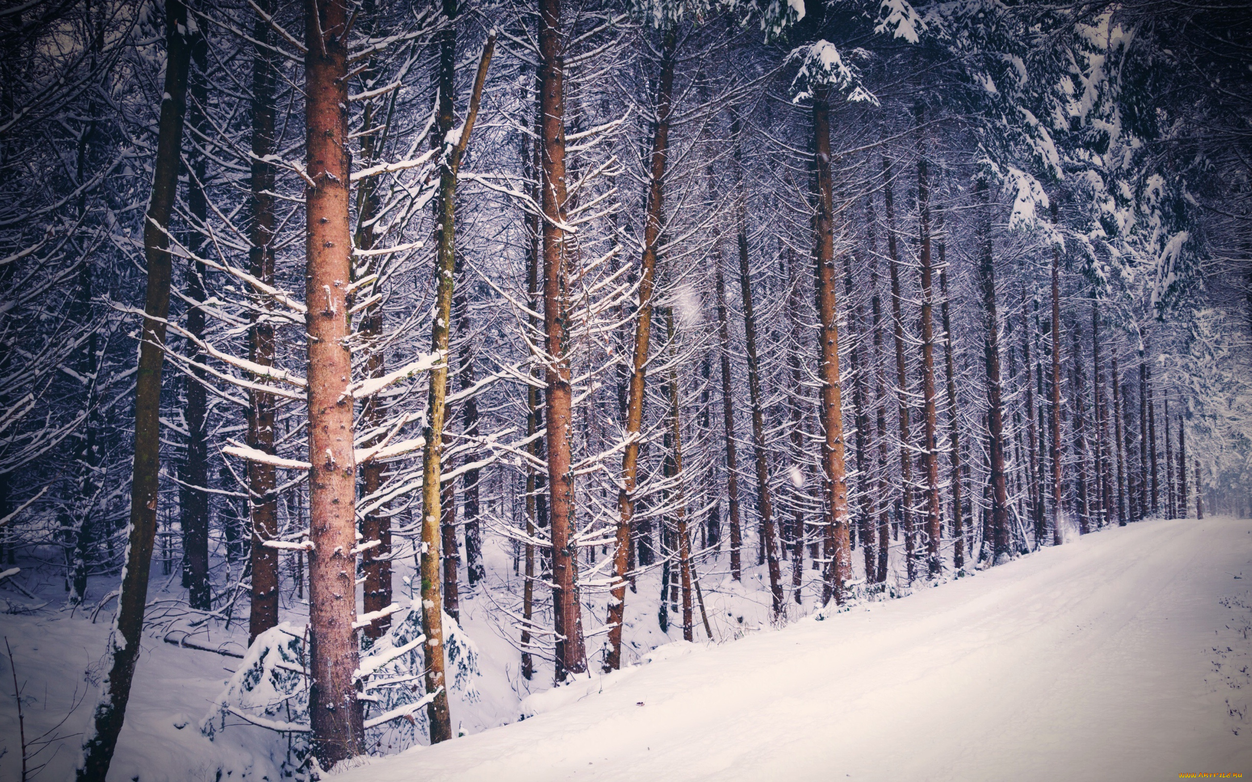 природа, лес, снег, зима, деревья