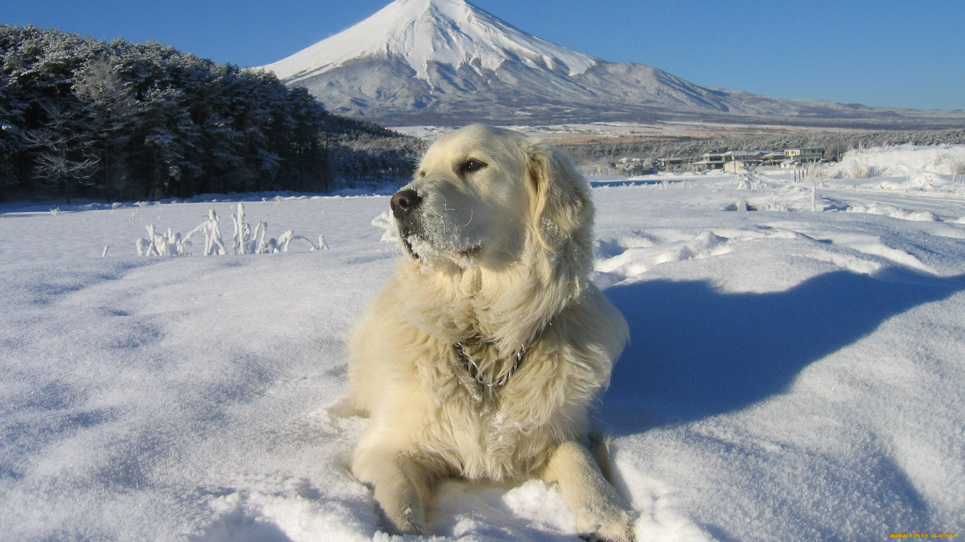 животные, собаки, взгляд, собака, снег, поле, гора