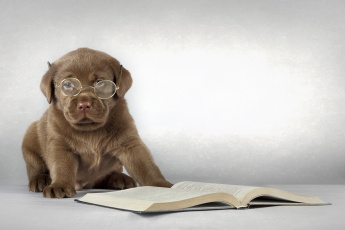 Картинка животные собаки лабрадор щенок очки книга