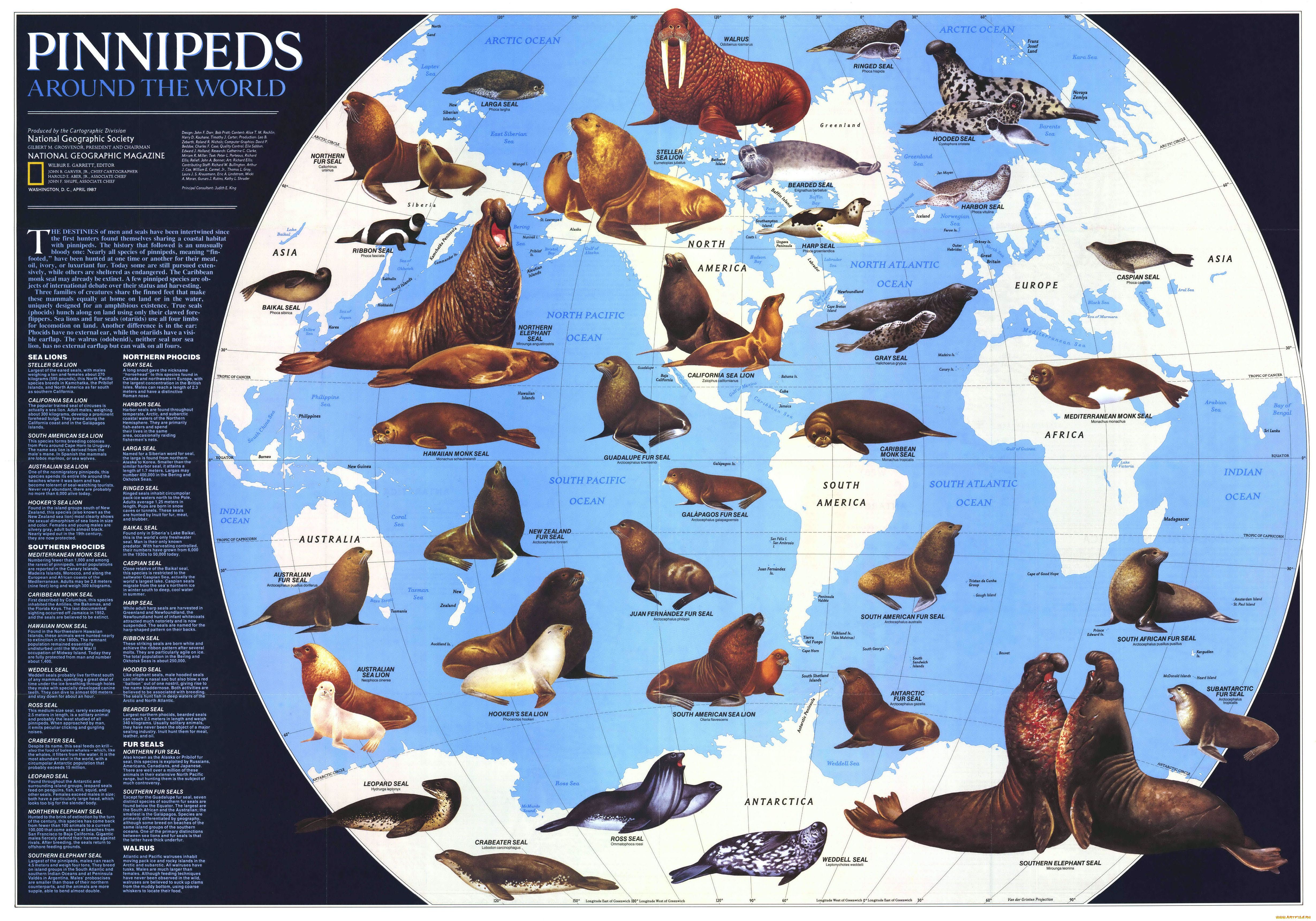 разное, глобусы, карты, мировой, океан, тюлени