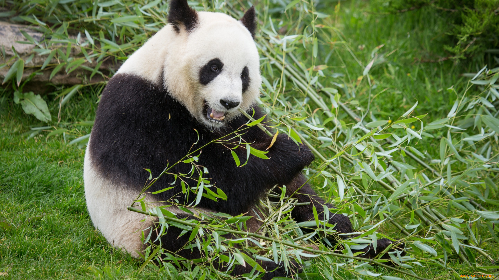 животные, панды, панда, медведь, трава, бамбук