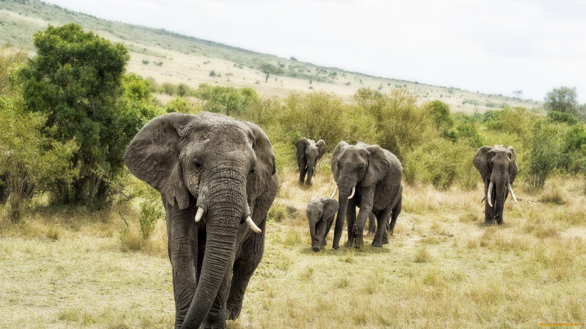 животные, слоны, африка, трава