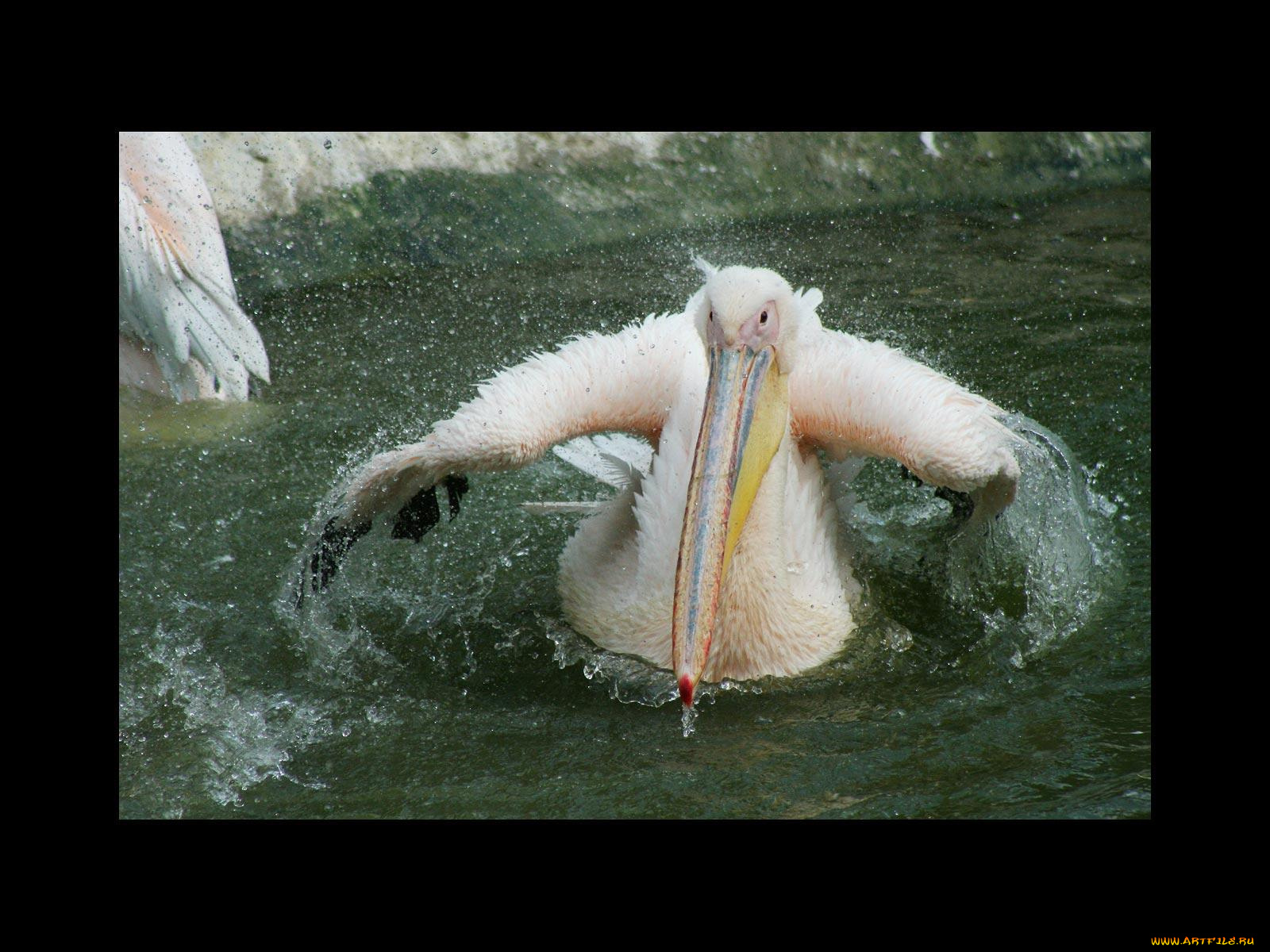животные, пеликаны