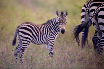 Картинка животные зебры жеребёнок детёныш